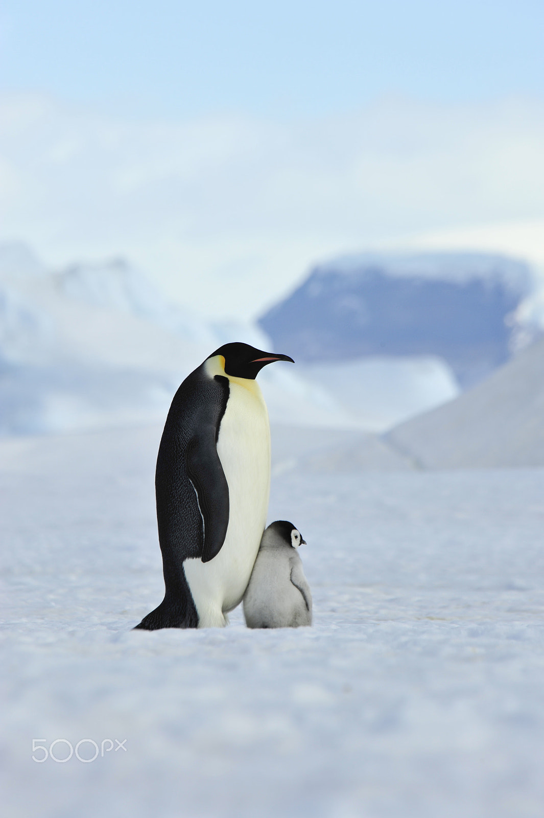 Nikon D700 sample photo. Emperor penguins with chick photography