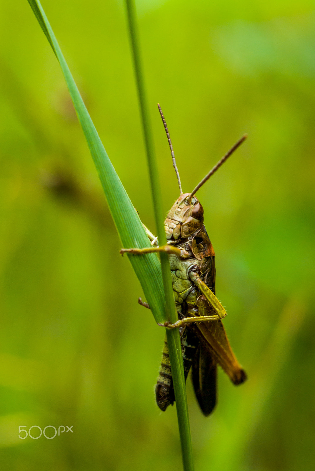 Samsung GX-10 sample photo. Grasshopper photography