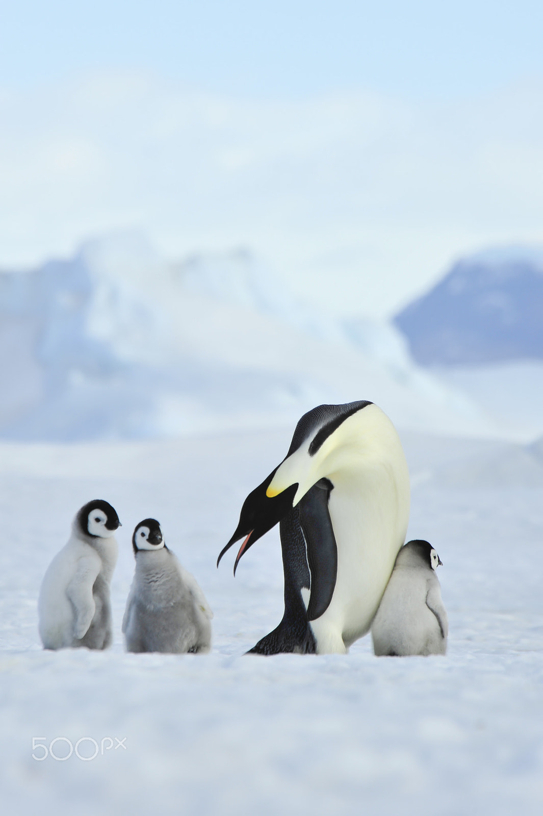 Nikon D700 sample photo. Emperor penguins with chick photography
