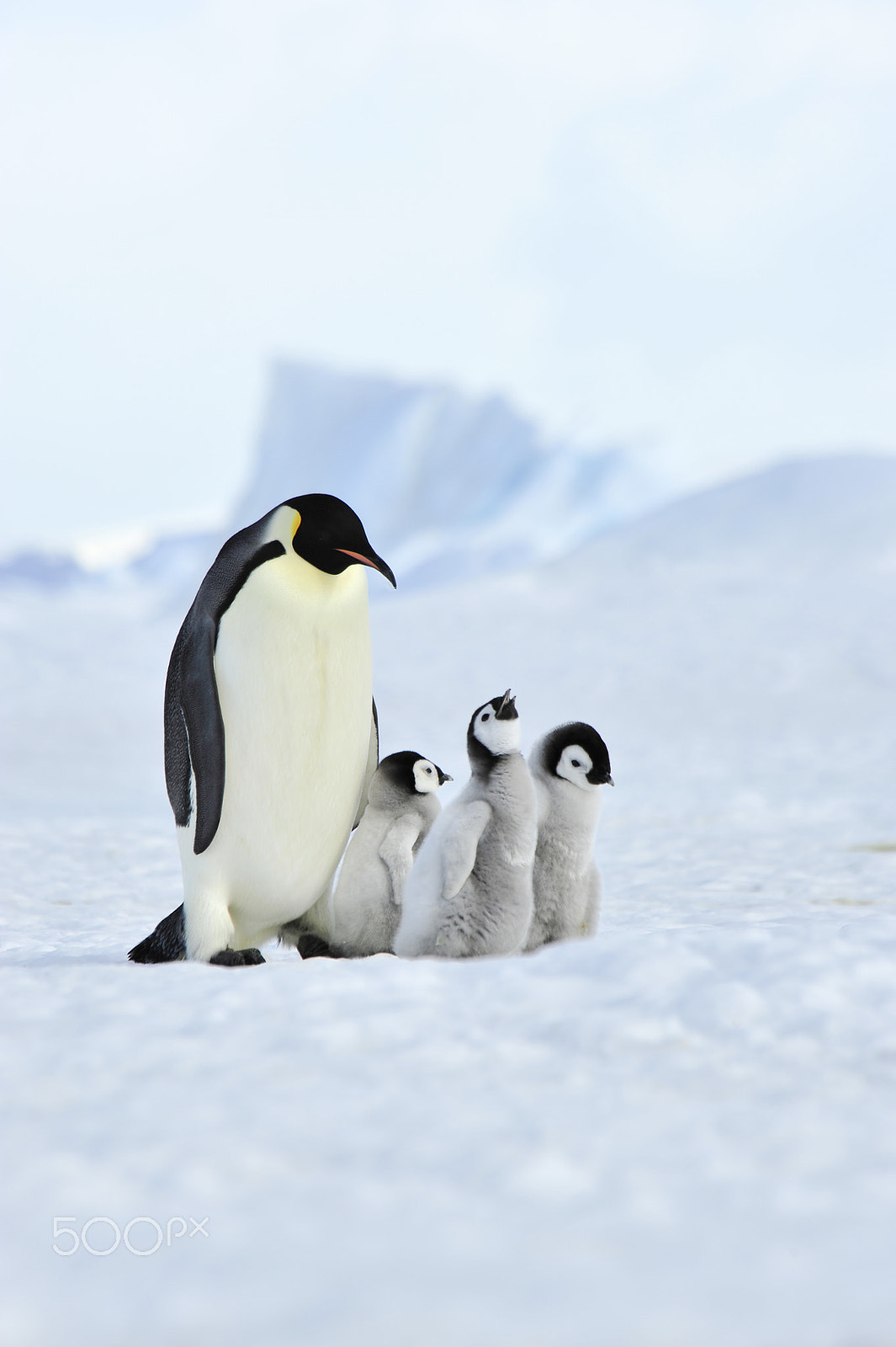 Nikon D700 sample photo. Emperor penguins with chick photography