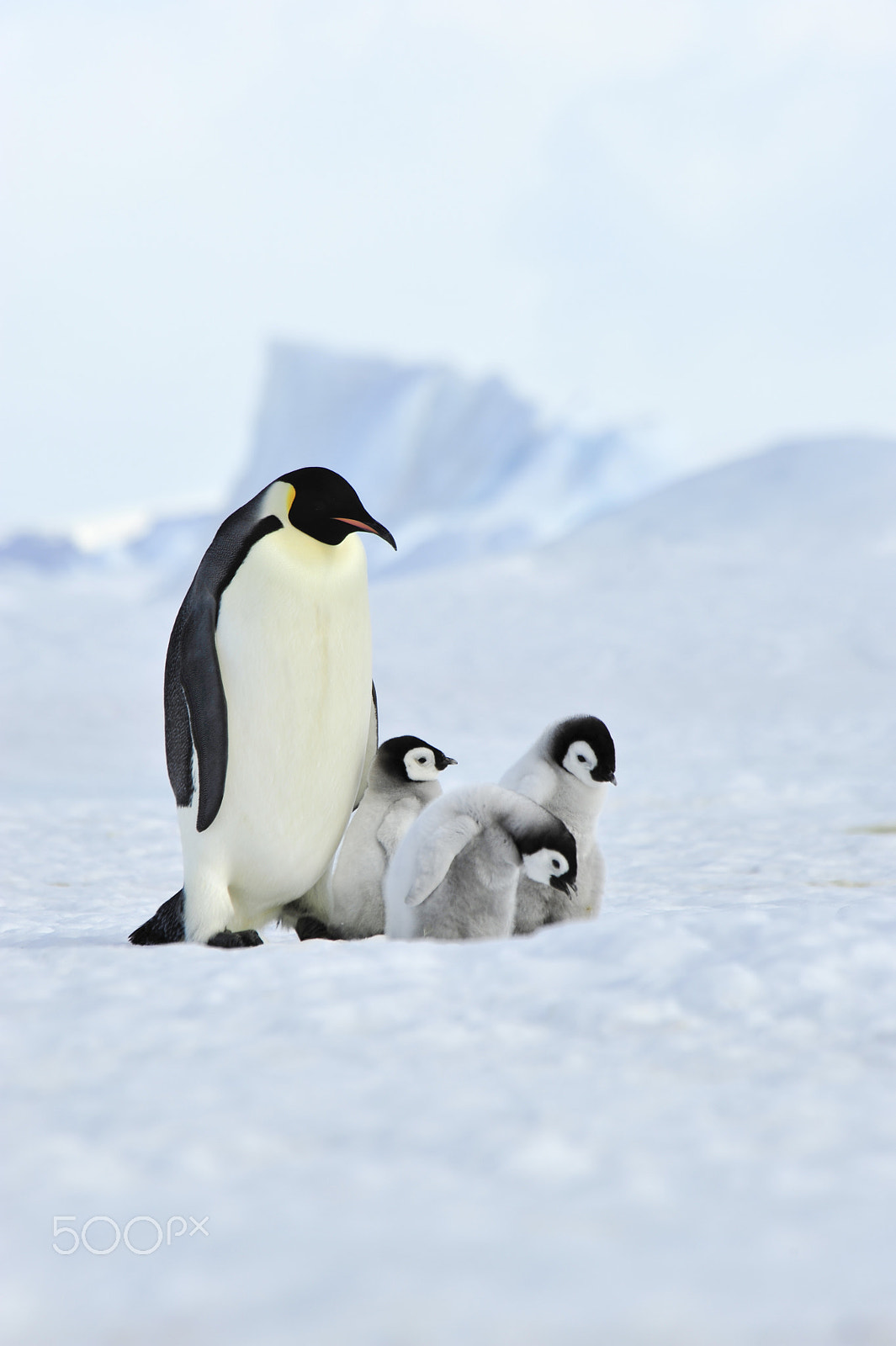 Nikon D700 sample photo. Emperor penguins with chick photography