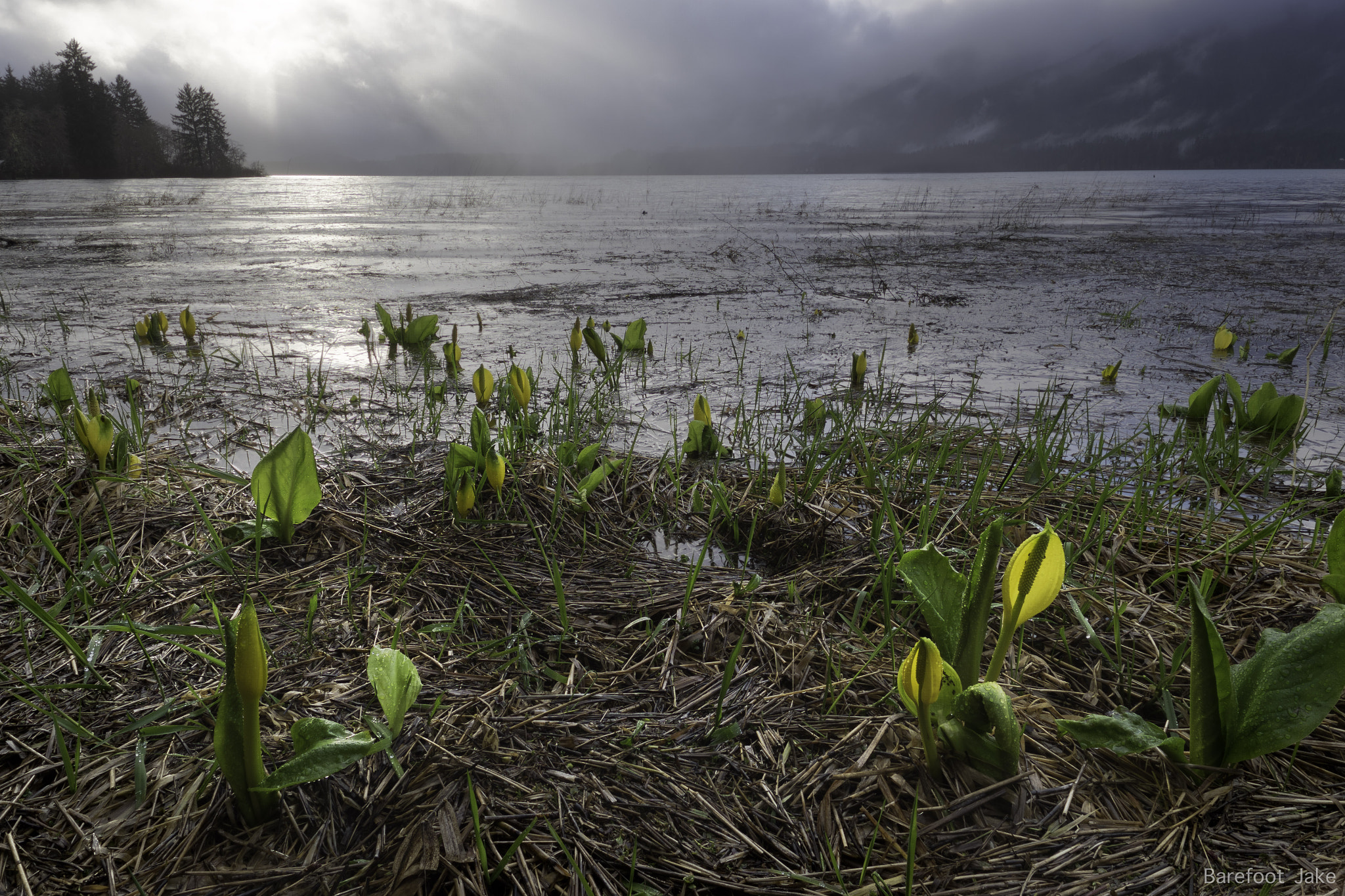 Fujifilm XF 14mm F2.8 R sample photo. Spring on the olympic peninsula photography