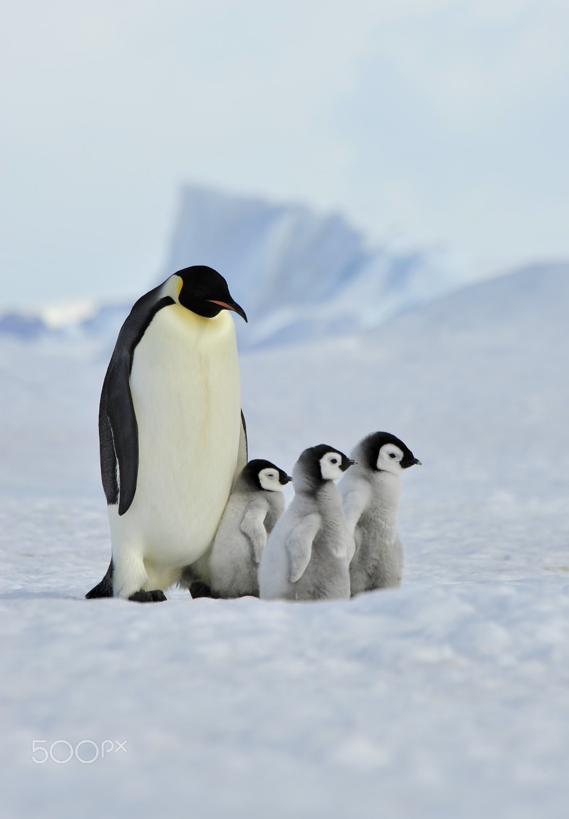 Nikon AF Nikkor 80-400mm F4.5-5.6D ED VR sample photo. Emperor penguins with chick photography