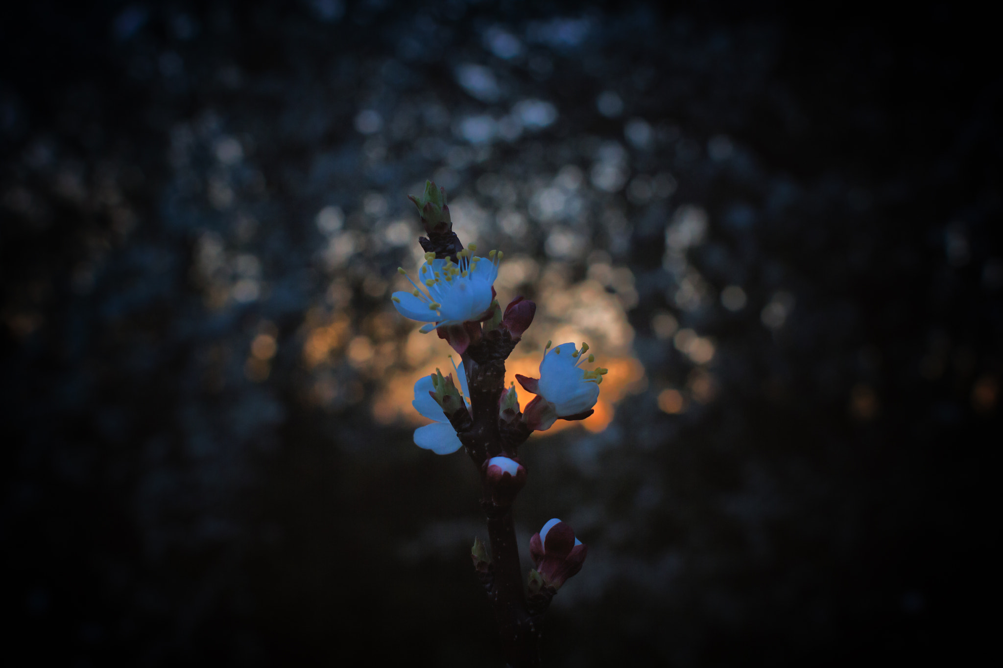 Canon EOS 550D (EOS Rebel T2i / EOS Kiss X4) + Canon EF 28mm F1.8 USM sample photo. Blossom at dusk photography