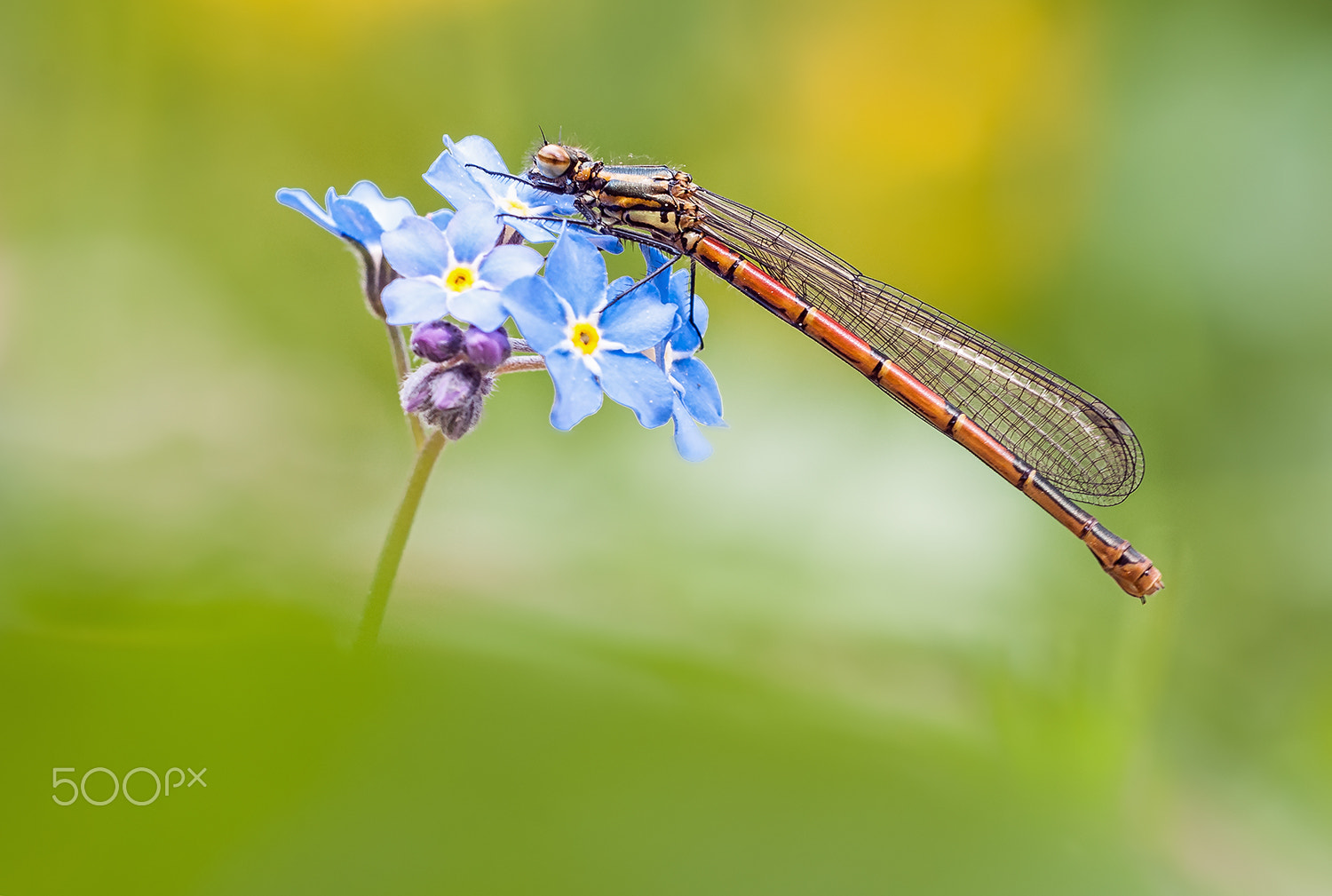 Sigma 150mm F2.8 EX DG Macro HSM sample photo. Large red damselfly photography