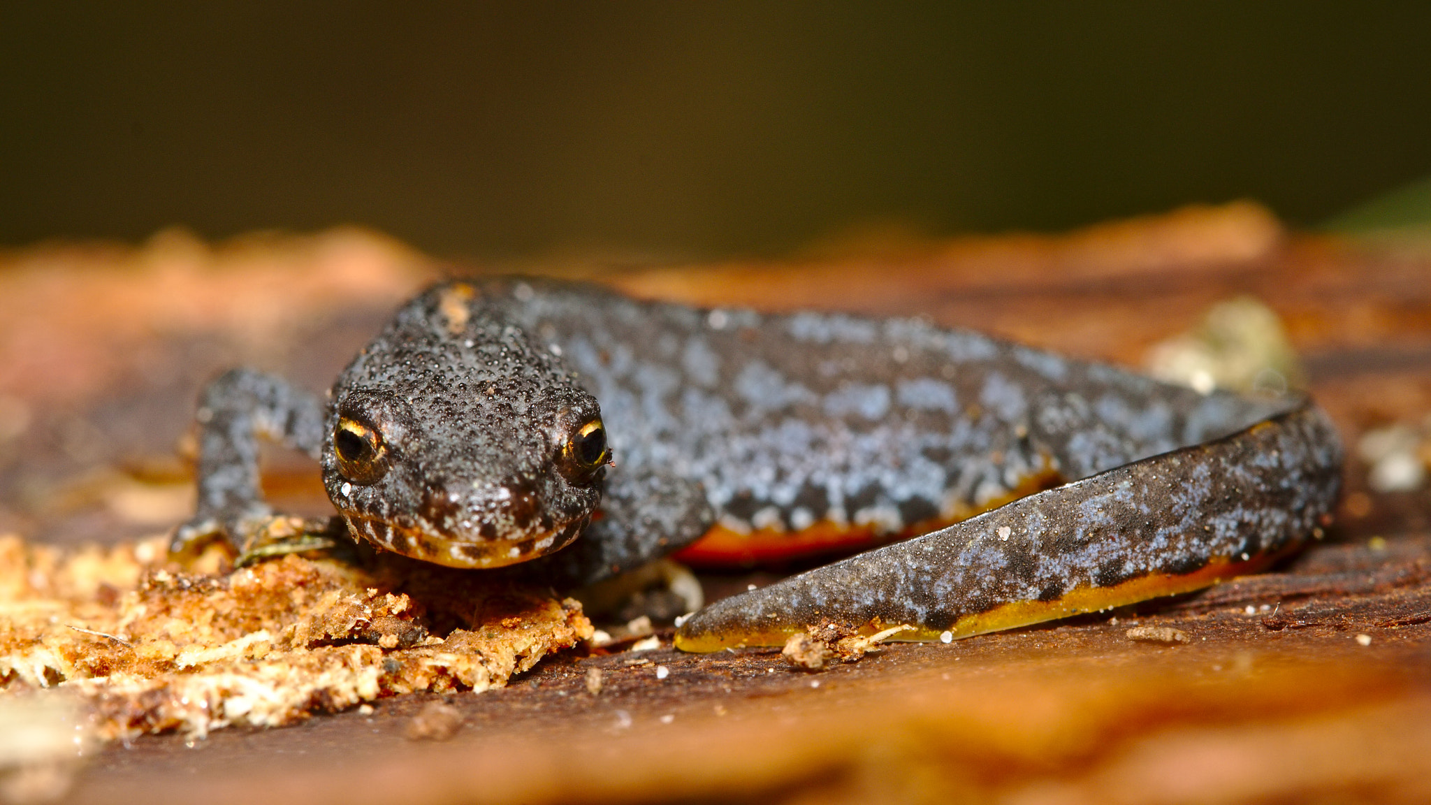 Canon EF 100mm F2.8 Macro USM sample photo. Ichthyosaura alpestris photography
