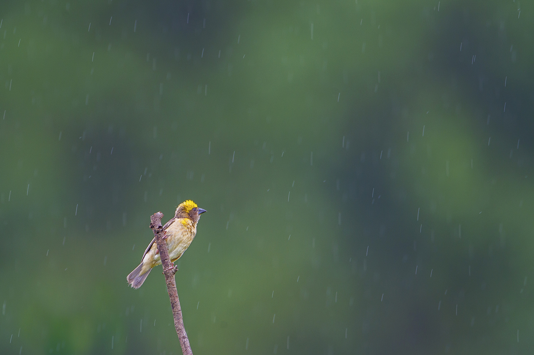 Canon EF 500mm F4L IS USM sample photo. Baya weaver in the rain photography