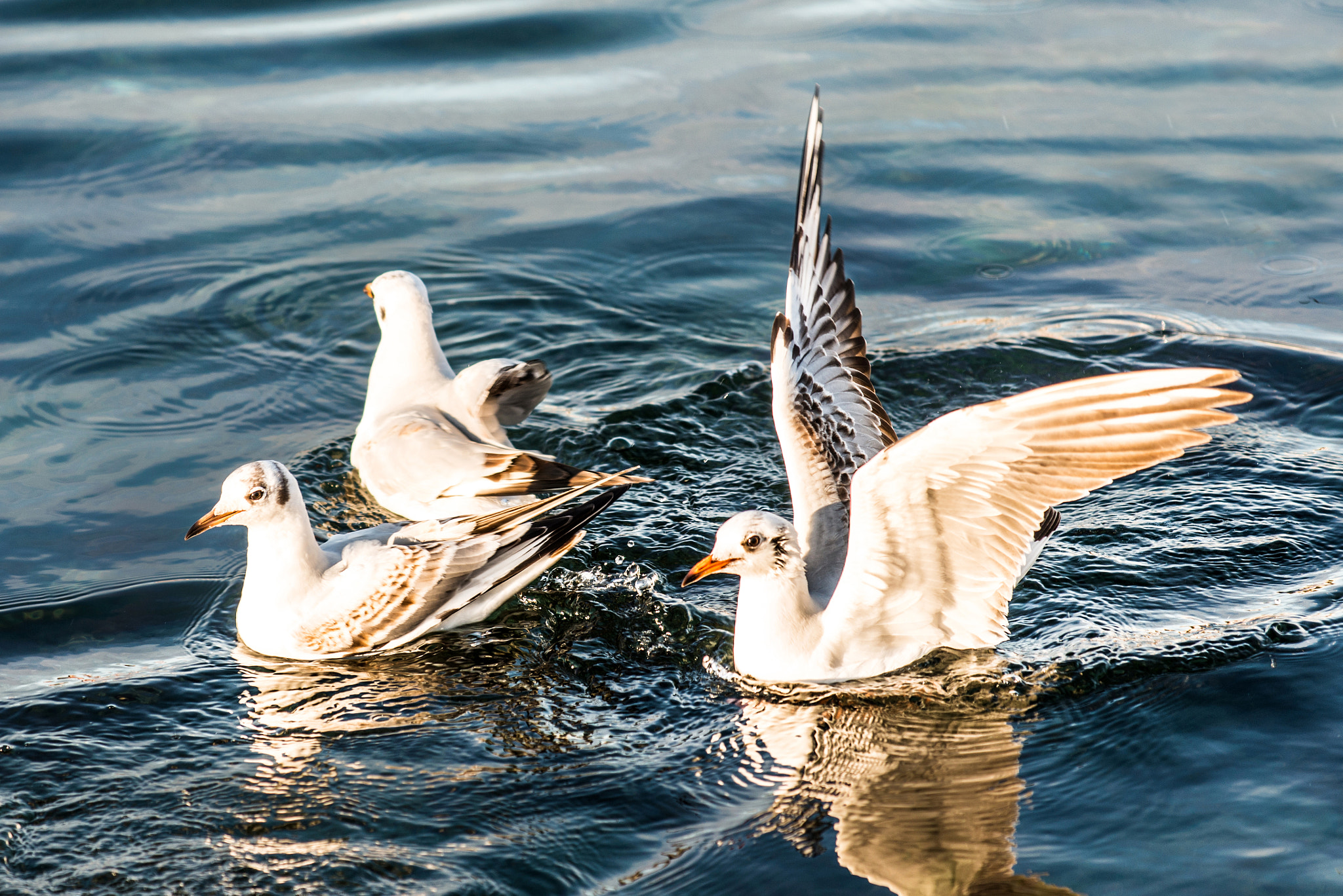 Nikon AF-S Nikkor 70-200mm F4G ED VR sample photo. Seagull photography