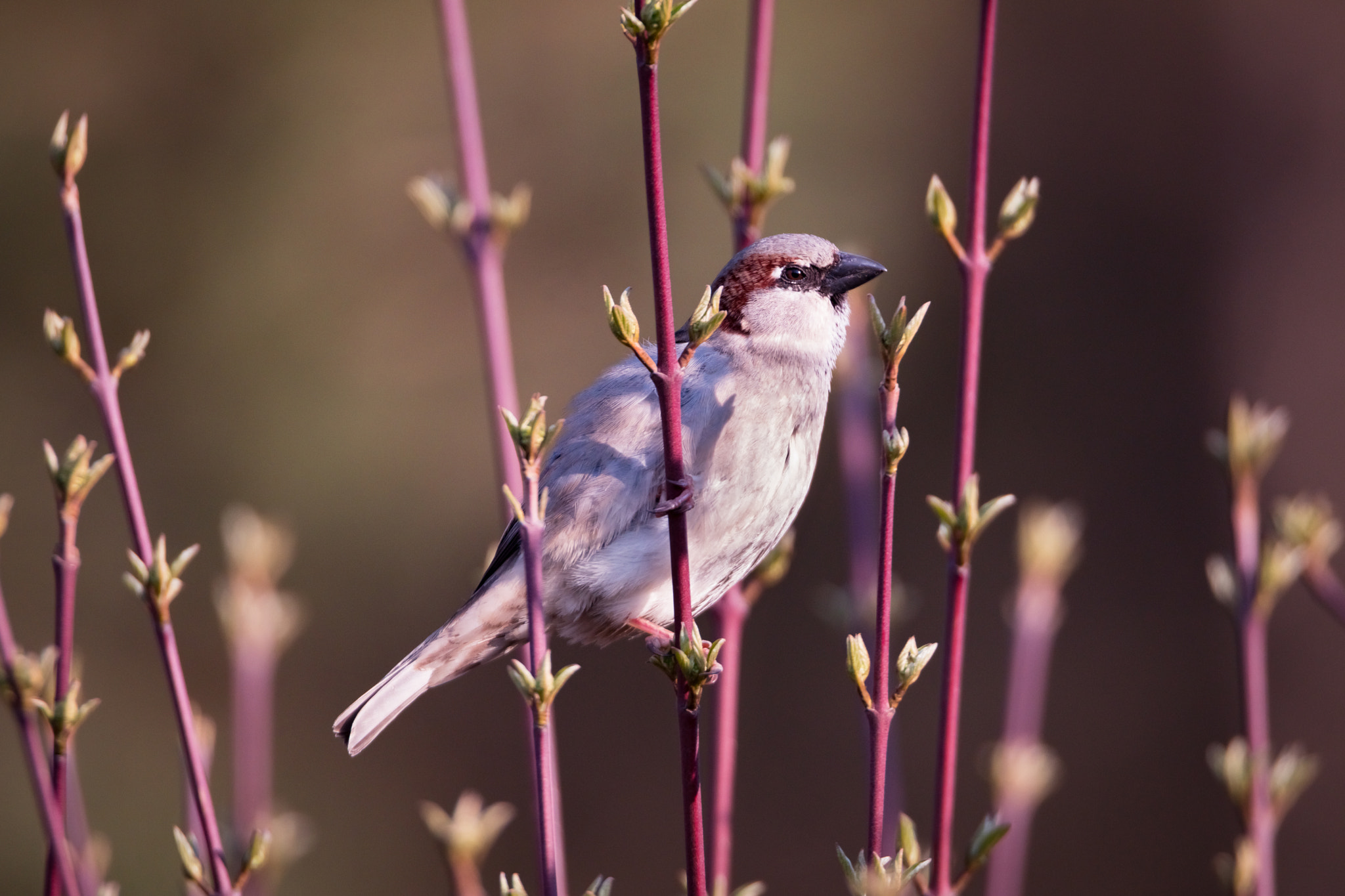 150-600mm F5-6.3 DG OS HSM | Sports 014 sample photo. Bird photography