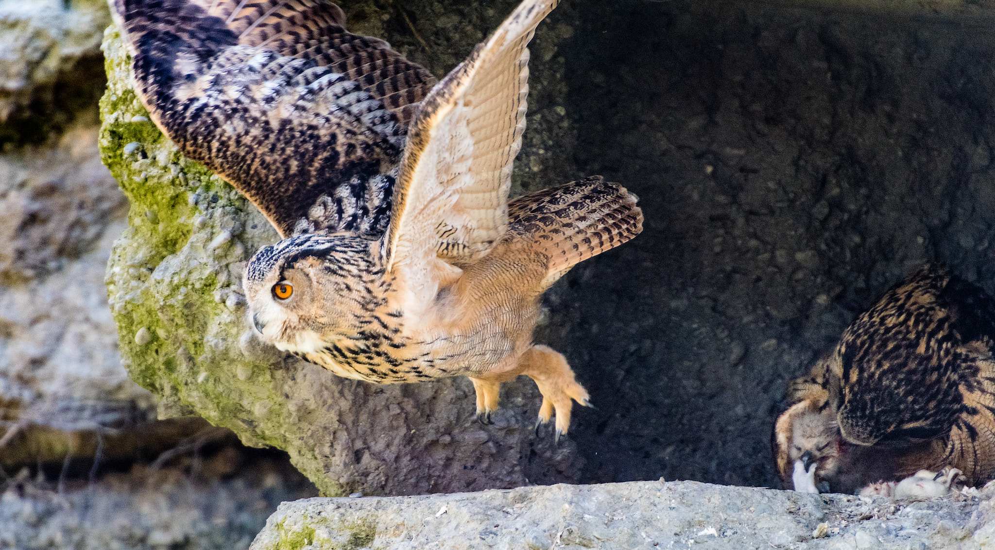 Nikon AF-S Nikkor 70-200mm F2.8G ED VR II sample photo. Father owl fly's away photography