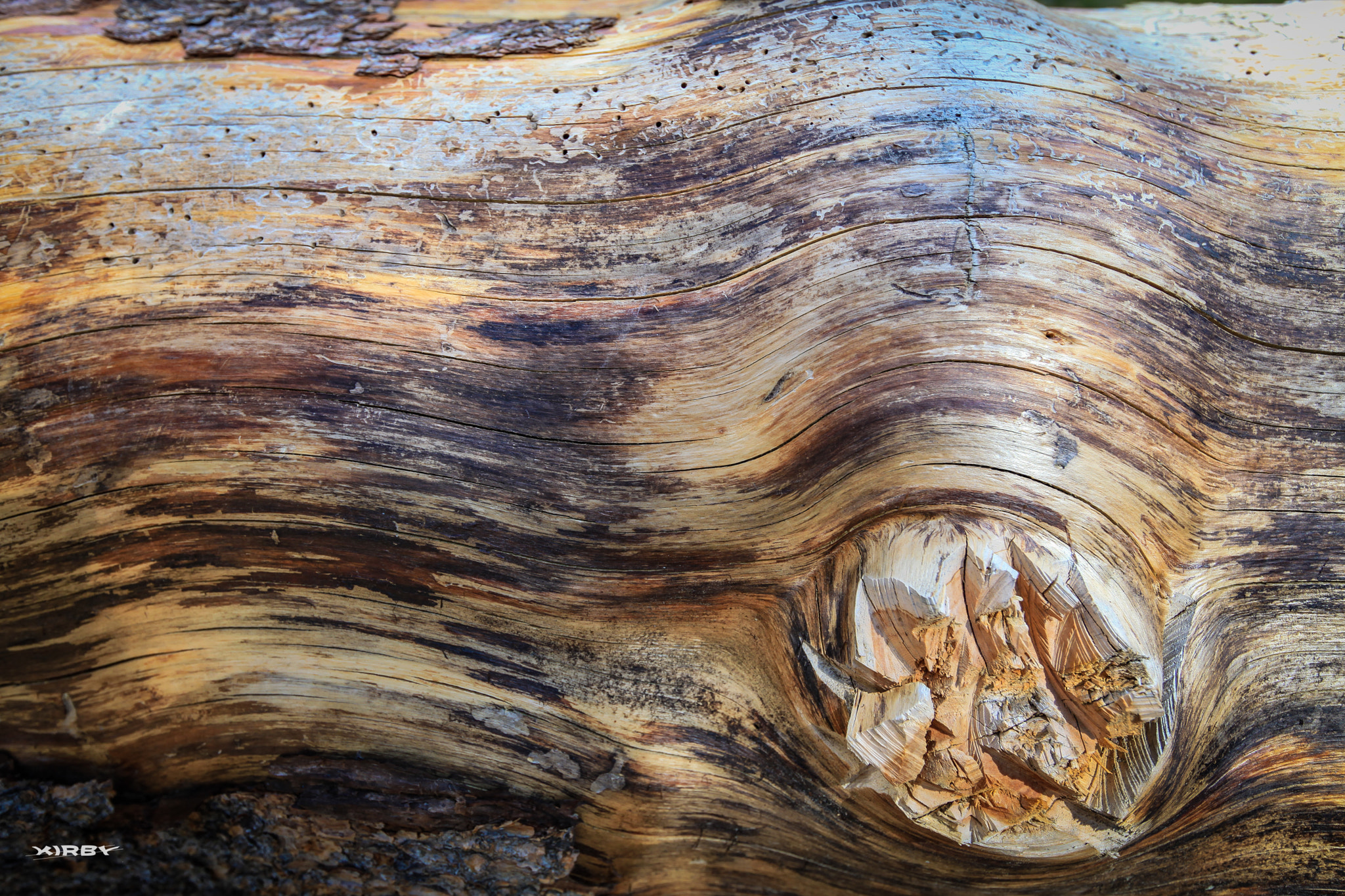 Canon EOS 5D Mark II sample photo. Knotty log photography