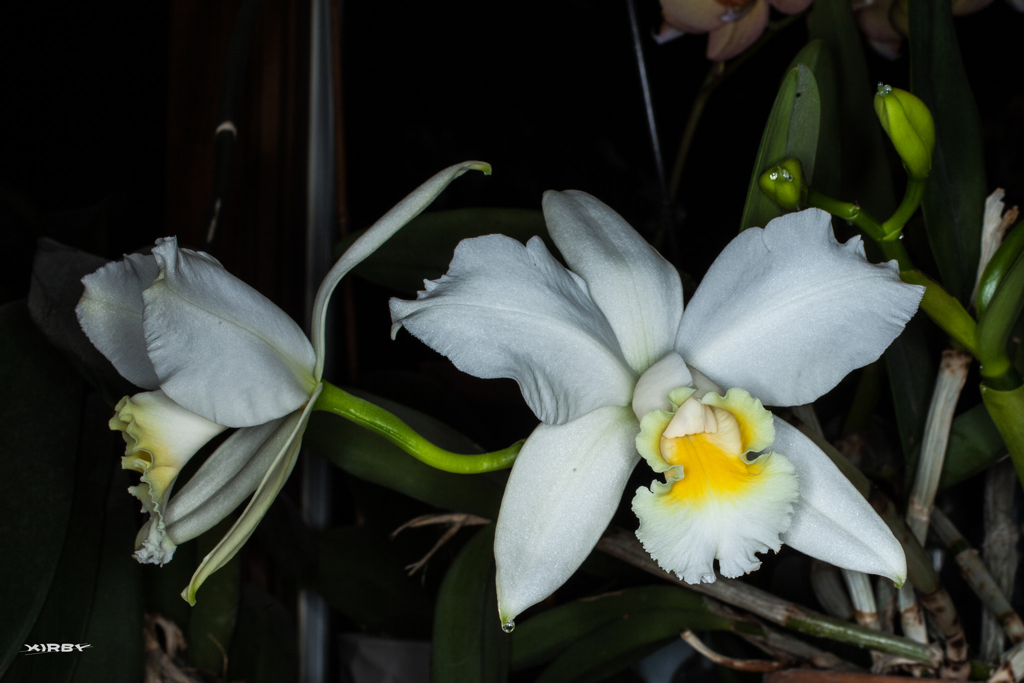 Canon EOS 5D Mark II sample photo. White orchid flower photography