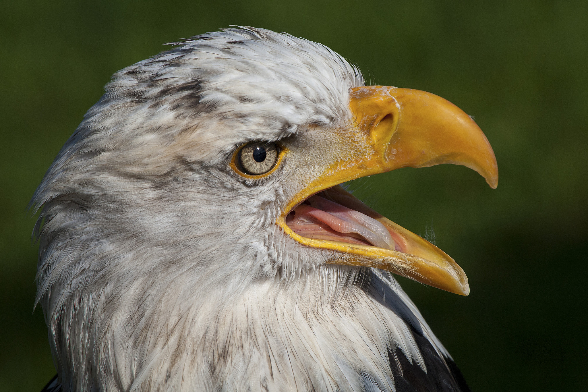 Canon EF 100-400mm F4.5-5.6L IS USM sample photo. Adlerportrait photography