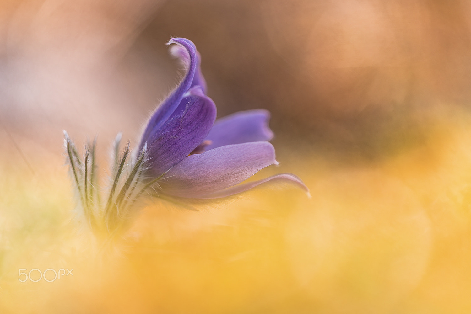 Sigma 150mm F2.8 EX DG Macro HSM sample photo. Beauty of the meadow ii (pulsatilla vulgaris) photography
