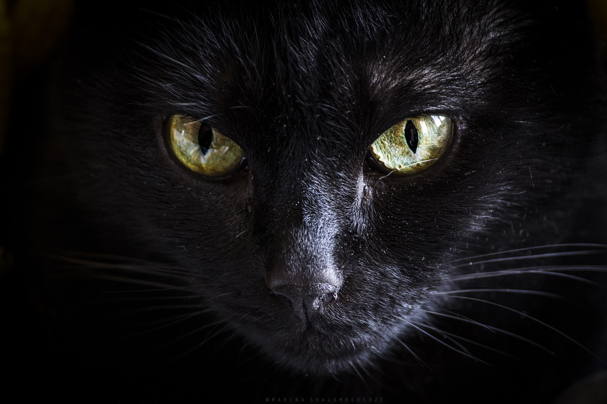 Canon EF-S 55-250mm F4-5.6 IS II sample photo. Elvis photography
