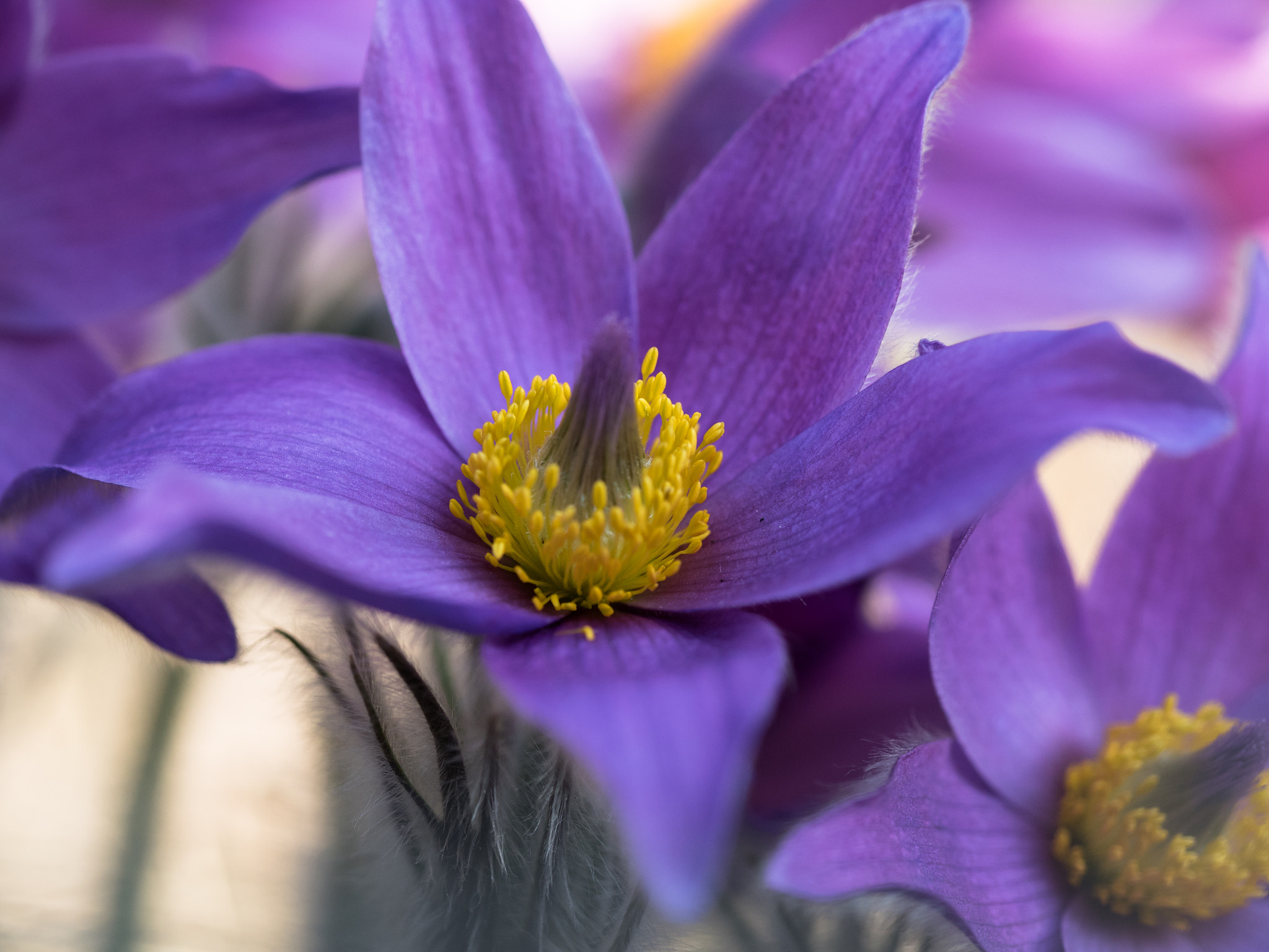 Olympus M.Zuiko Digital ED 60mm F2.8 Macro sample photo. The colour purple photography