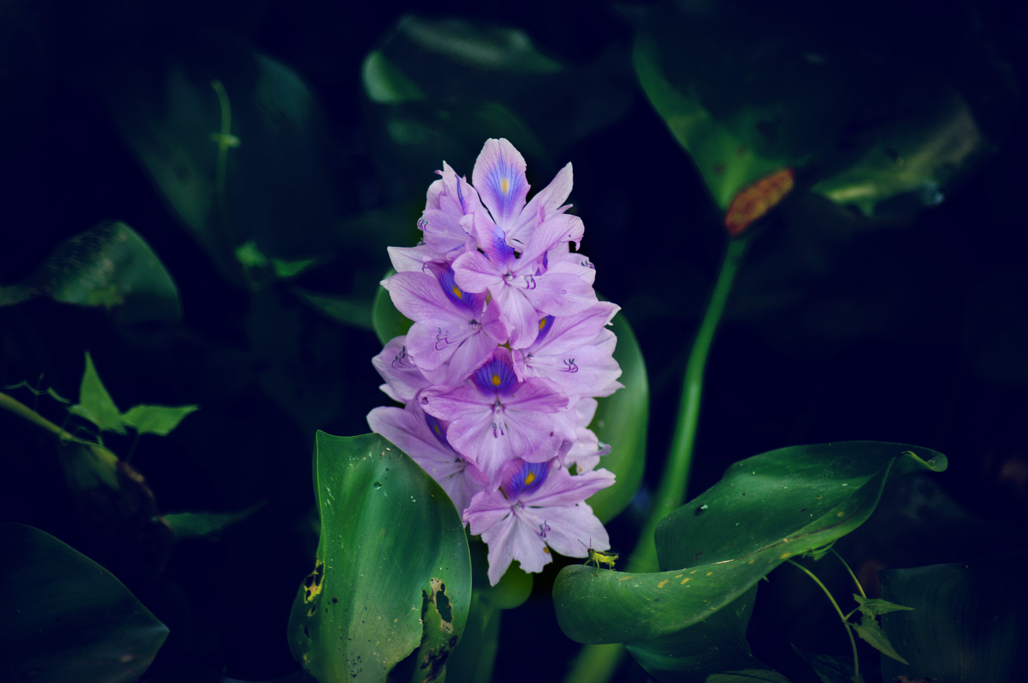Nikon D3200 sample photo. Flower photography