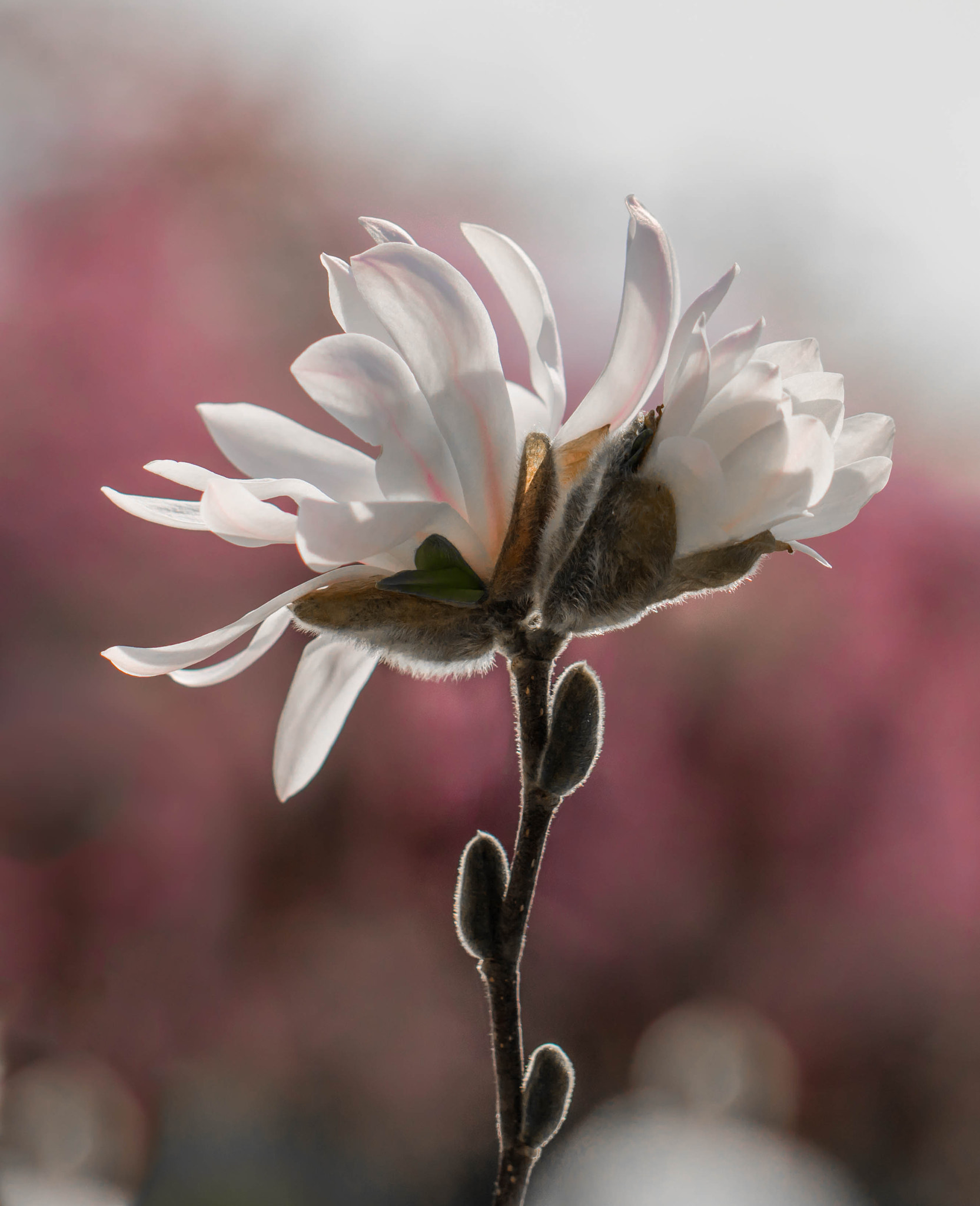 Canon EF 100mm F2.8L Macro IS USM sample photo. In the morning light photography