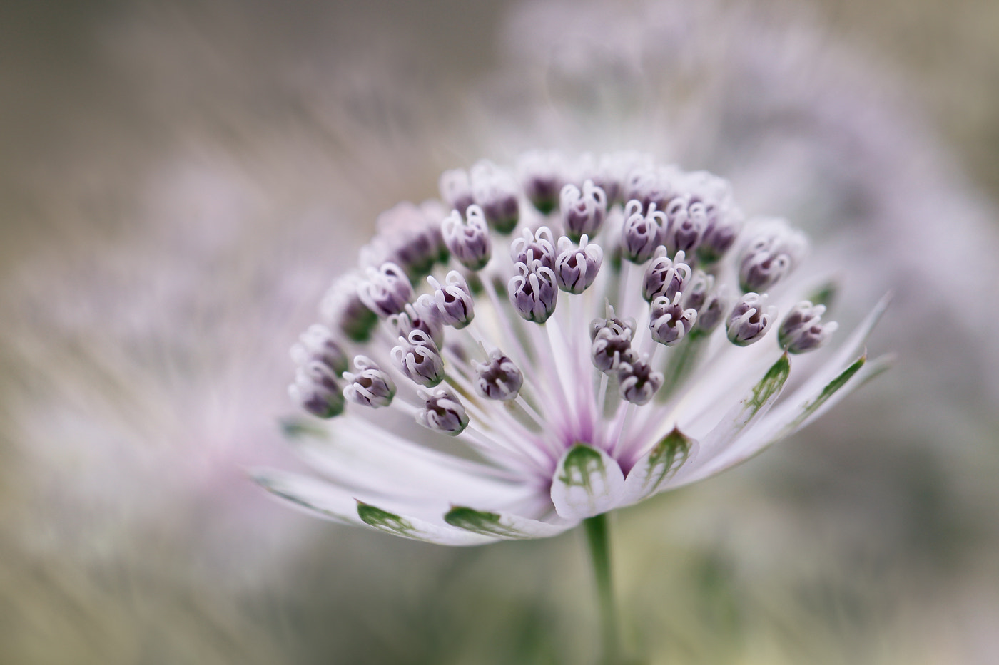 Canon EF 100mm F2.8L Macro IS USM sample photo. Astrantia photography