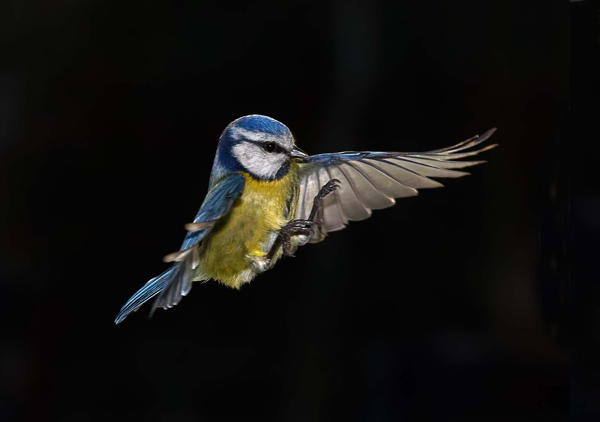 Canon EF 70-200mm F4L IS USM sample photo. Caught in flight photography
