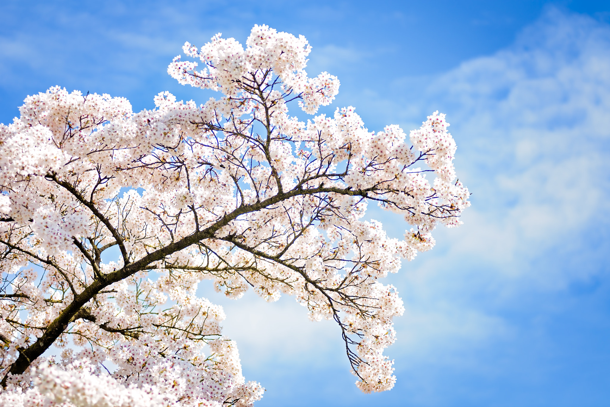 Nikon AF-Nikkor 80-200mm F2.8D ED sample photo. Blossom photography
