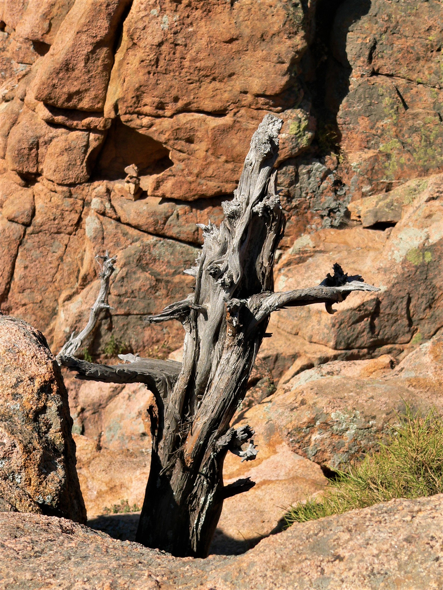 Panasonic DMC-FZ20 sample photo. Dead old tree photography