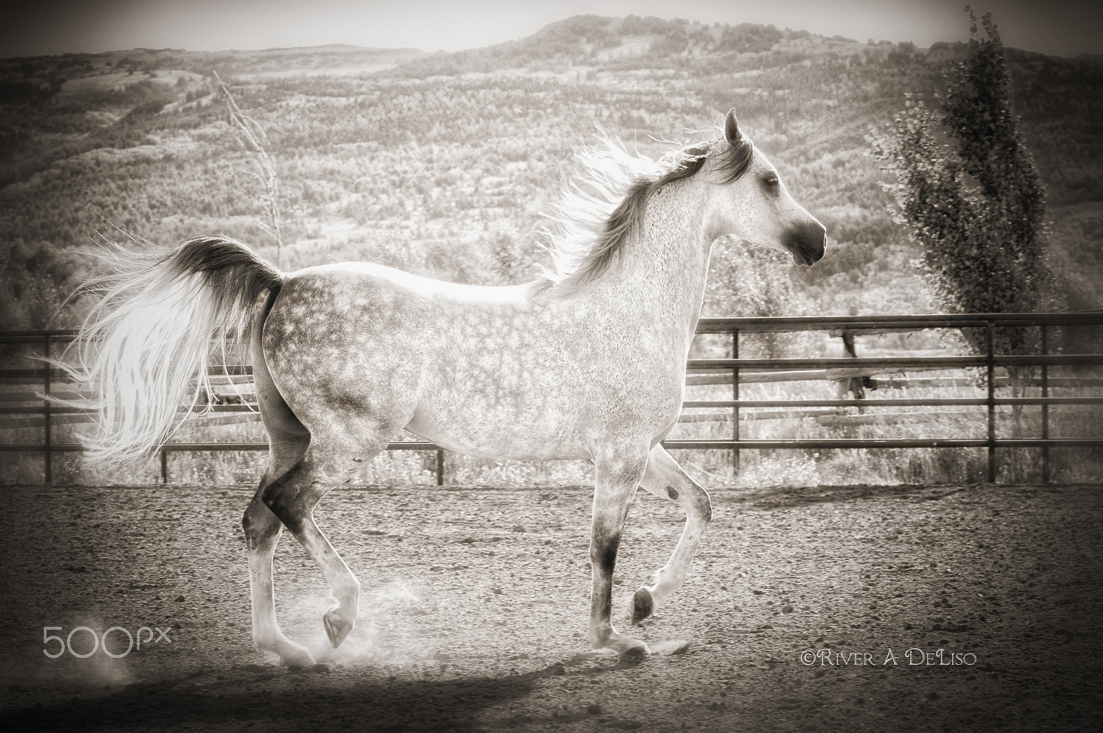 Nikon D2X sample photo. The perfect prance photography