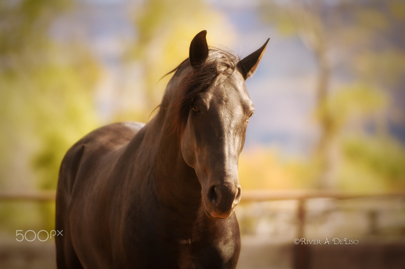 Nikon D2X sample photo. Black beauty in fall color photography