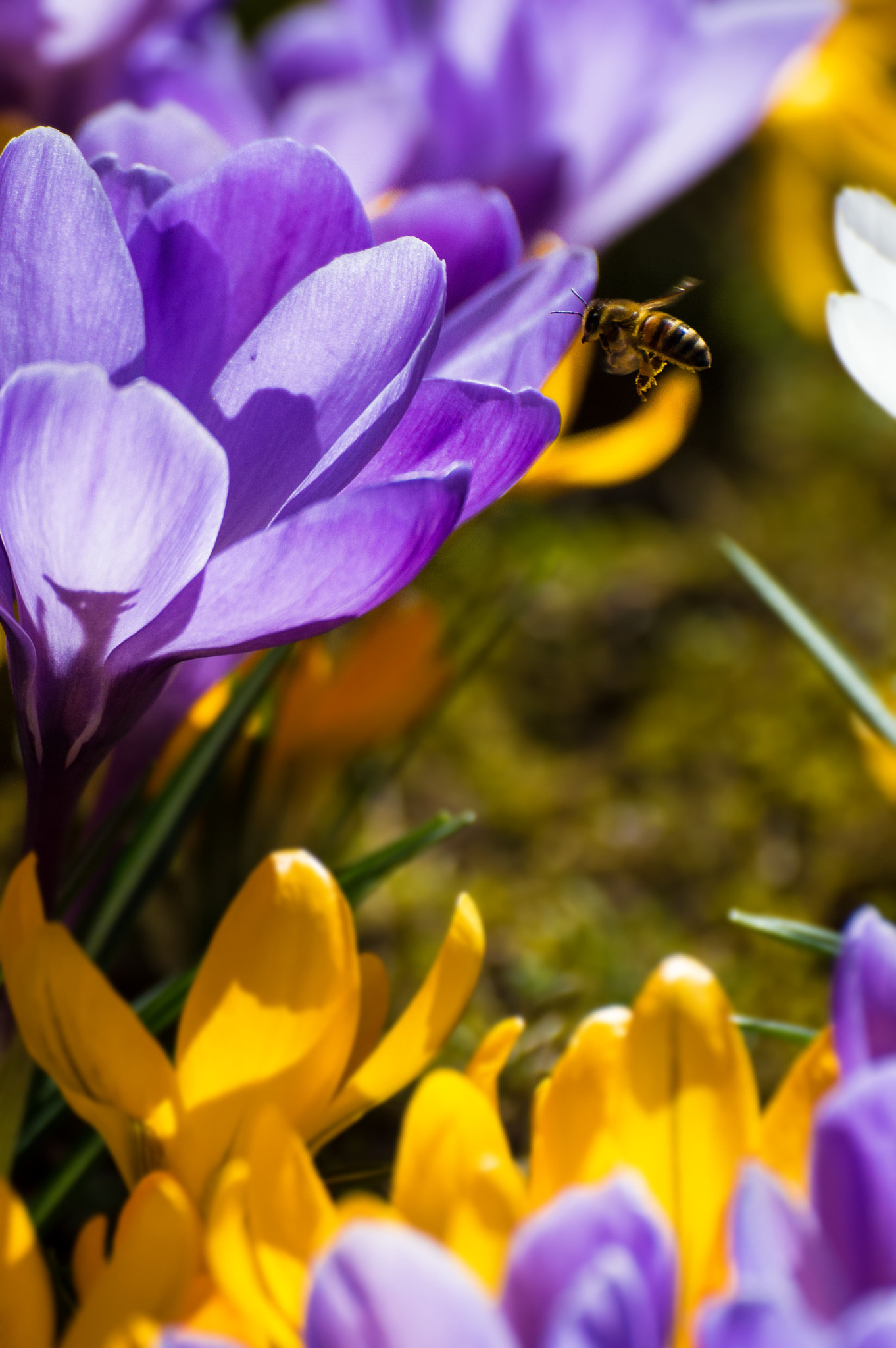Nikon D3200 sample photo. It is spring time photography