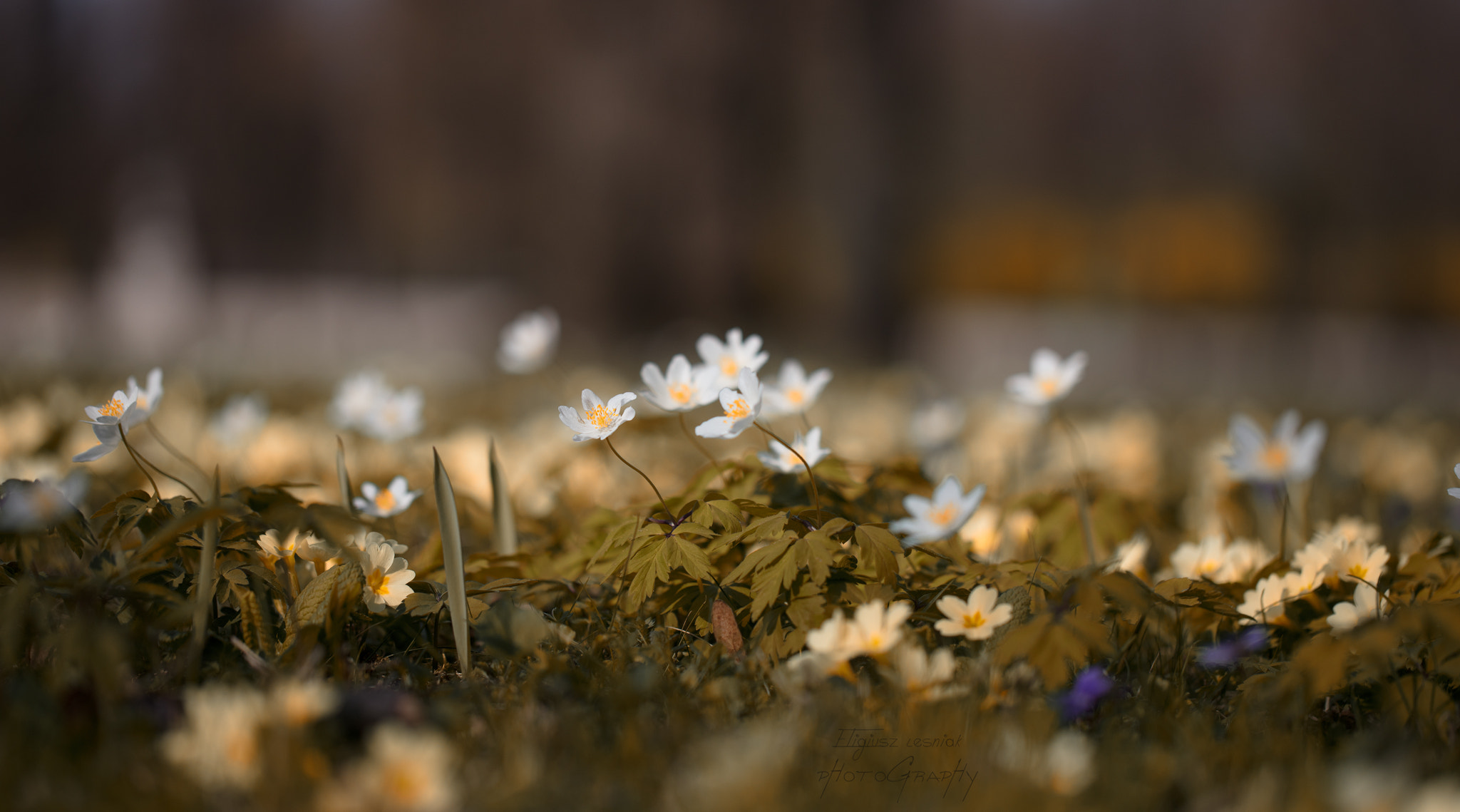 Canon EF 100mm F2.8L Macro IS USM sample photo. Untitled photography