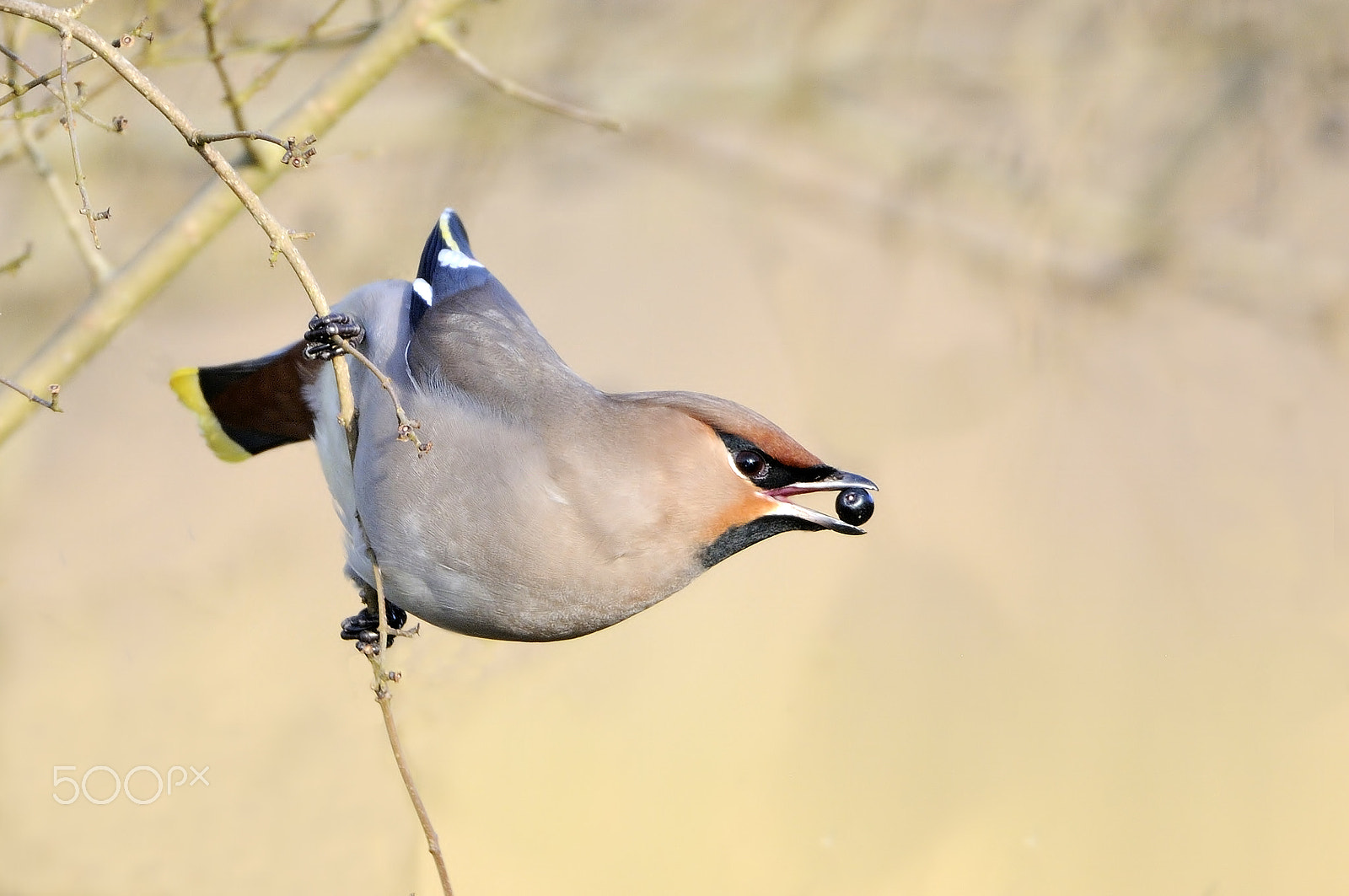Sigma 150-600mm F5-6.3 DG OS HSM | C sample photo. Bohemian waxwing photography