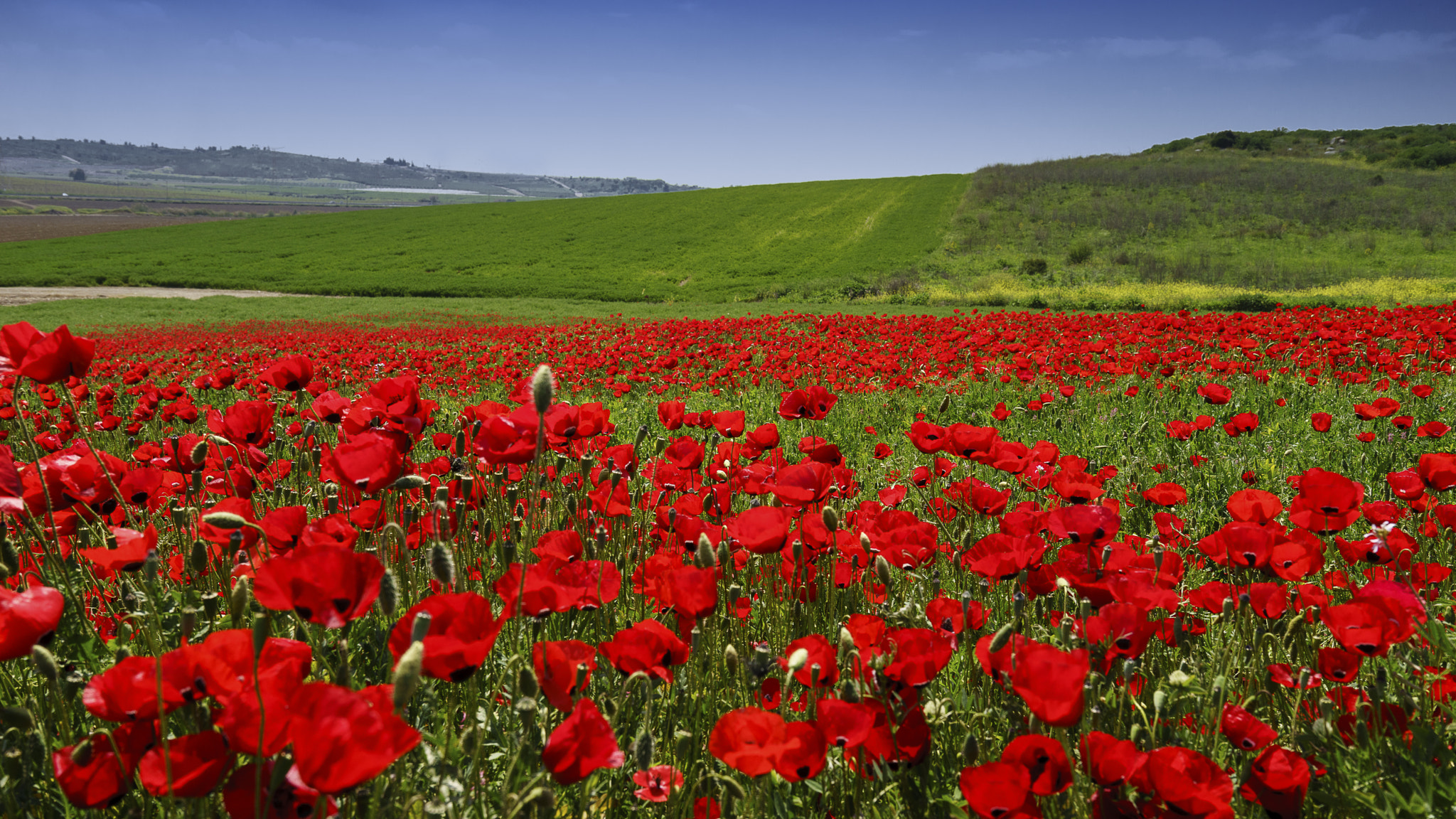 Sony a7 sample photo. Poppies field photography