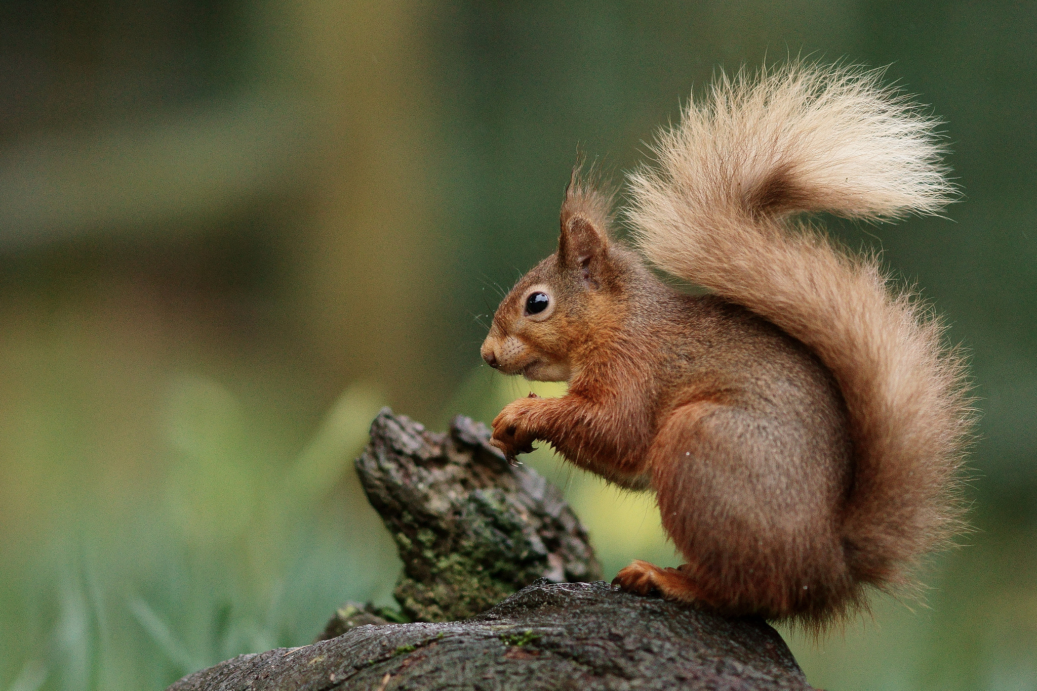 Sony ILCA-77M2 + Sony Sonnar T* 135mm F1.8 ZA sample photo. S is for squirrel photography