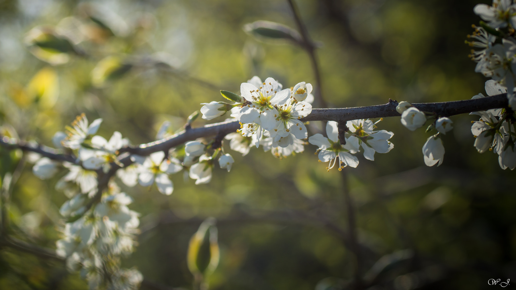 Sony ILCA-77M2 + Tamron SP AF 90mm F2.8 Di Macro sample photo. Bloom photography