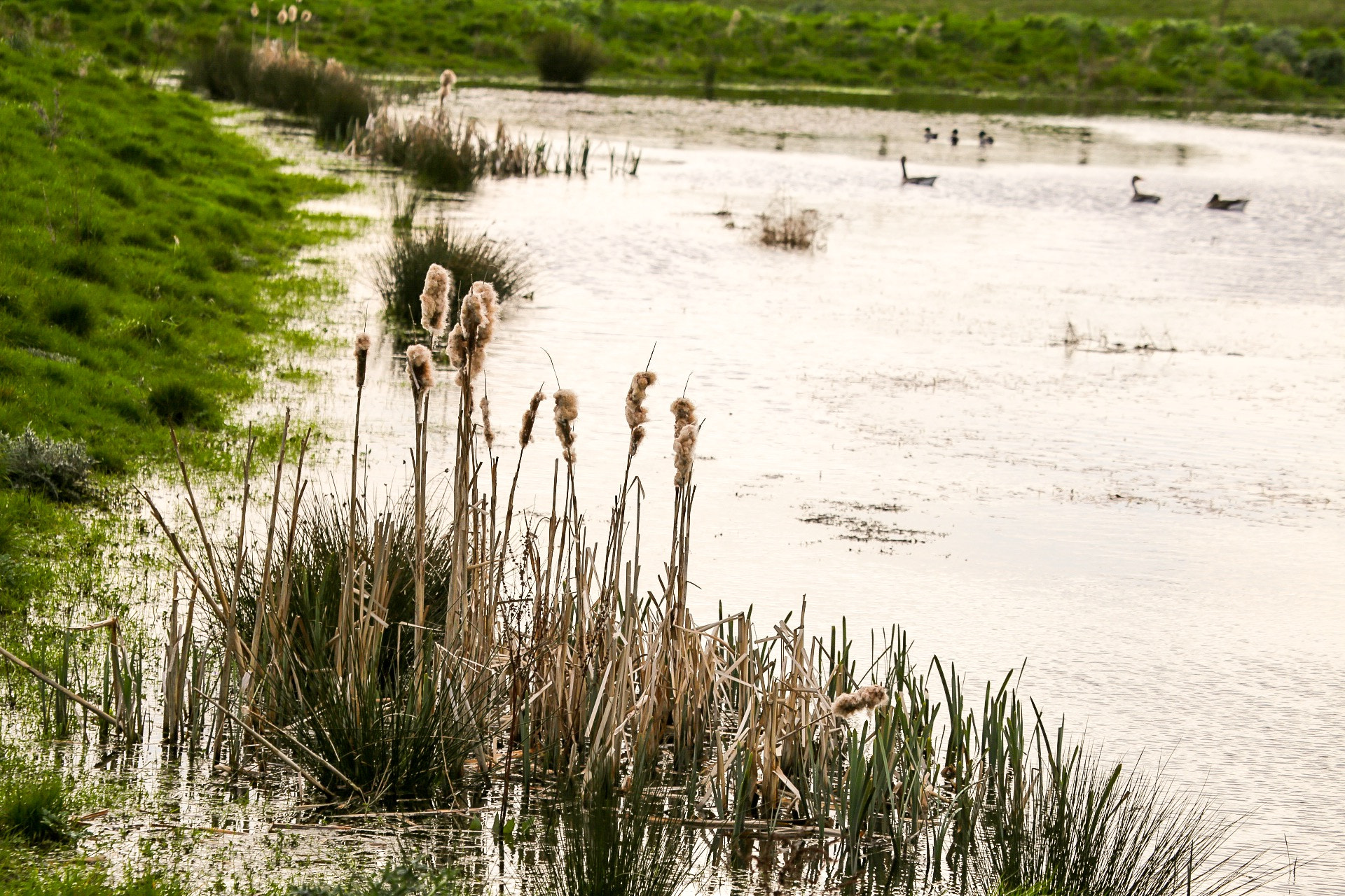 Canon EF 100-400mm F4.5-5.6L IS USM sample photo. Reedy pool photography