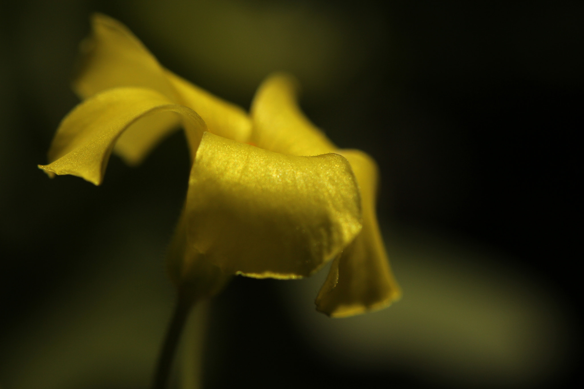 Canon EF 100mm F2.8L Macro IS USM sample photo. Flower 22 blooming side view photography