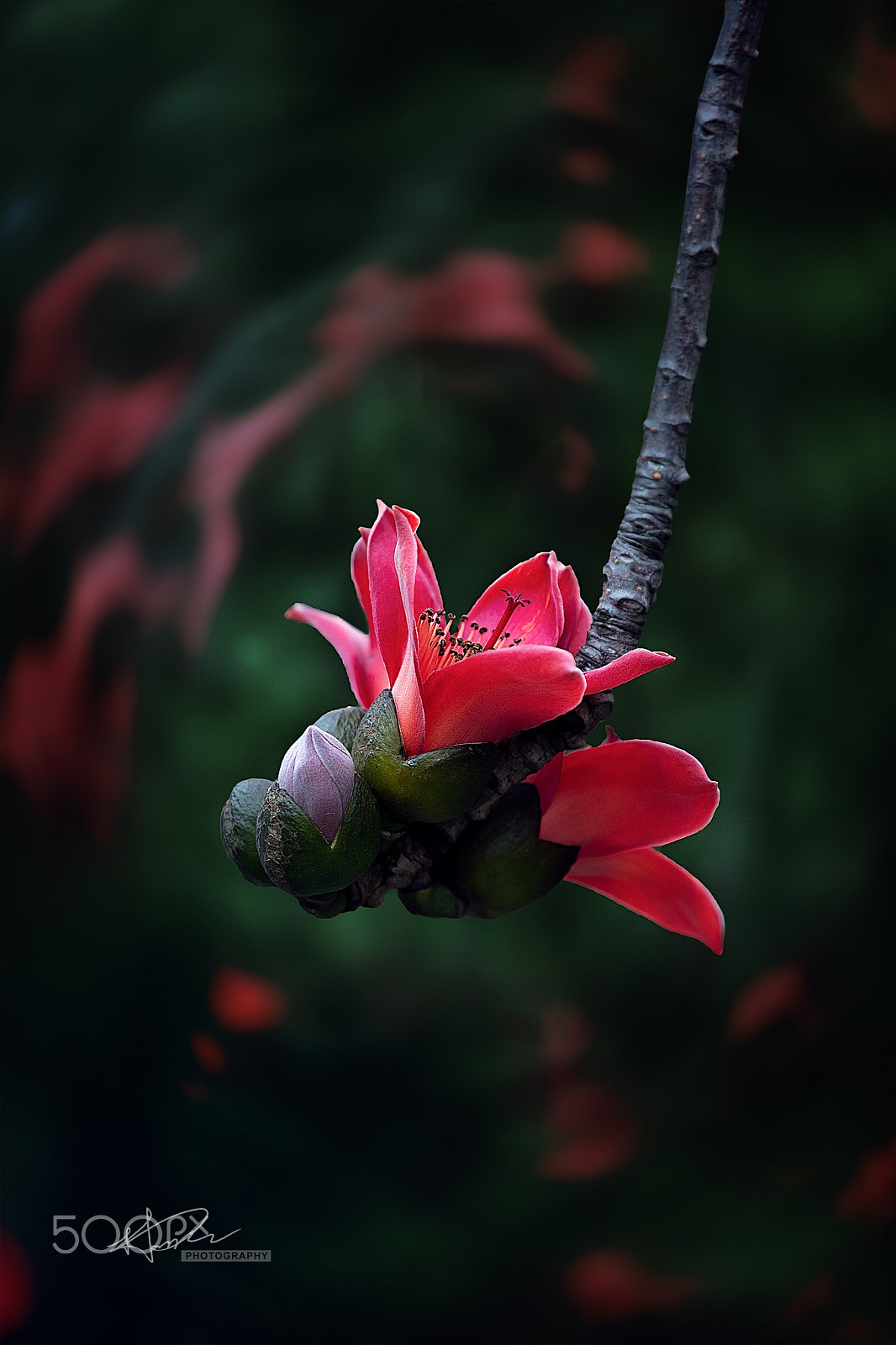 Canon EF 70-200mm F2.8L USM sample photo
