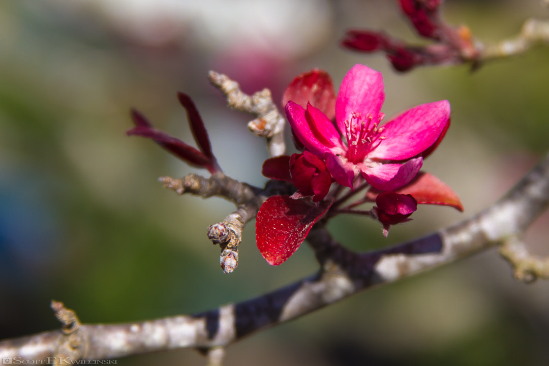 Canon EF 28-135mm F3.5-5.6 IS USM sample photo. Flowers on trees in bloom photography