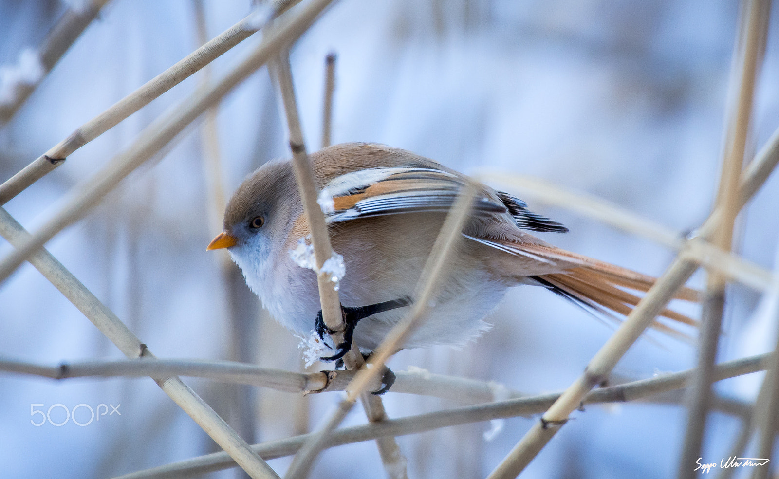 Nikon AF-S Nikkor 200-500mm F5.6E ED VR sample photo. Viiksitimali korrella photography