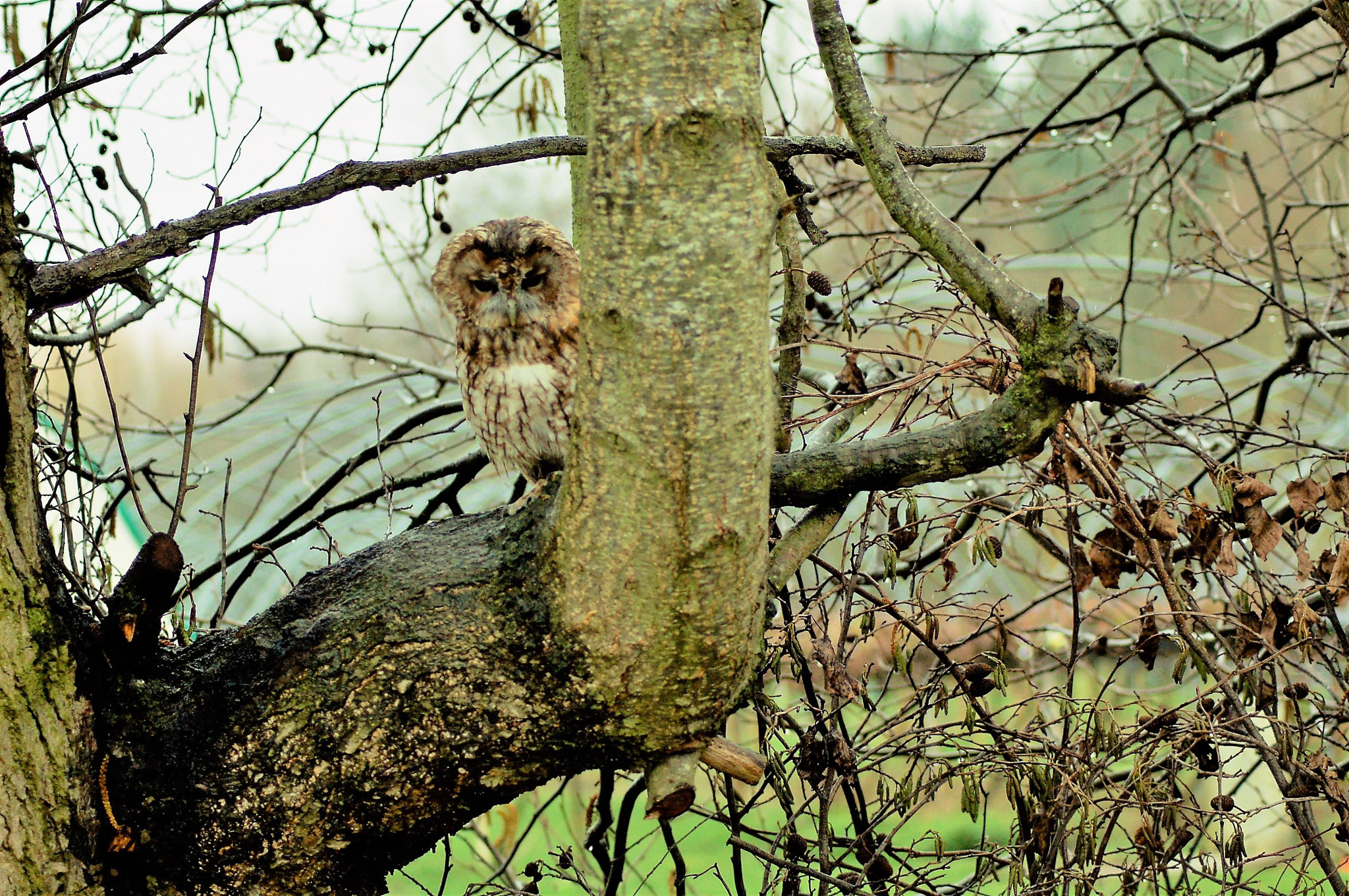 Nikon D50 + Nikon AF Nikkor 70-300mm F4-5.6G sample photo. Owl resting in tree dsc photography