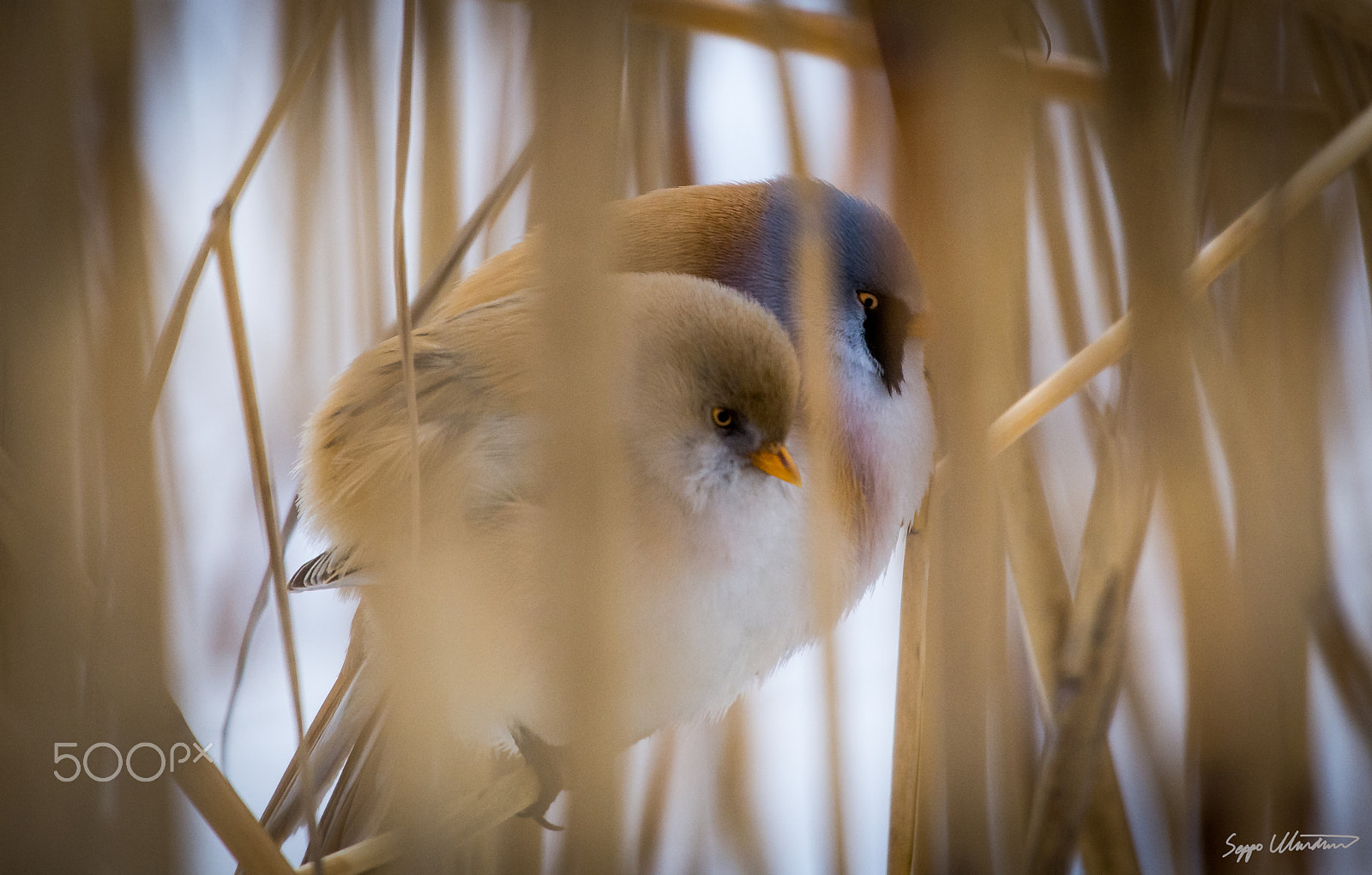 Nikon AF-S Nikkor 200-500mm F5.6E ED VR sample photo. Viiksitimalit korrella photography