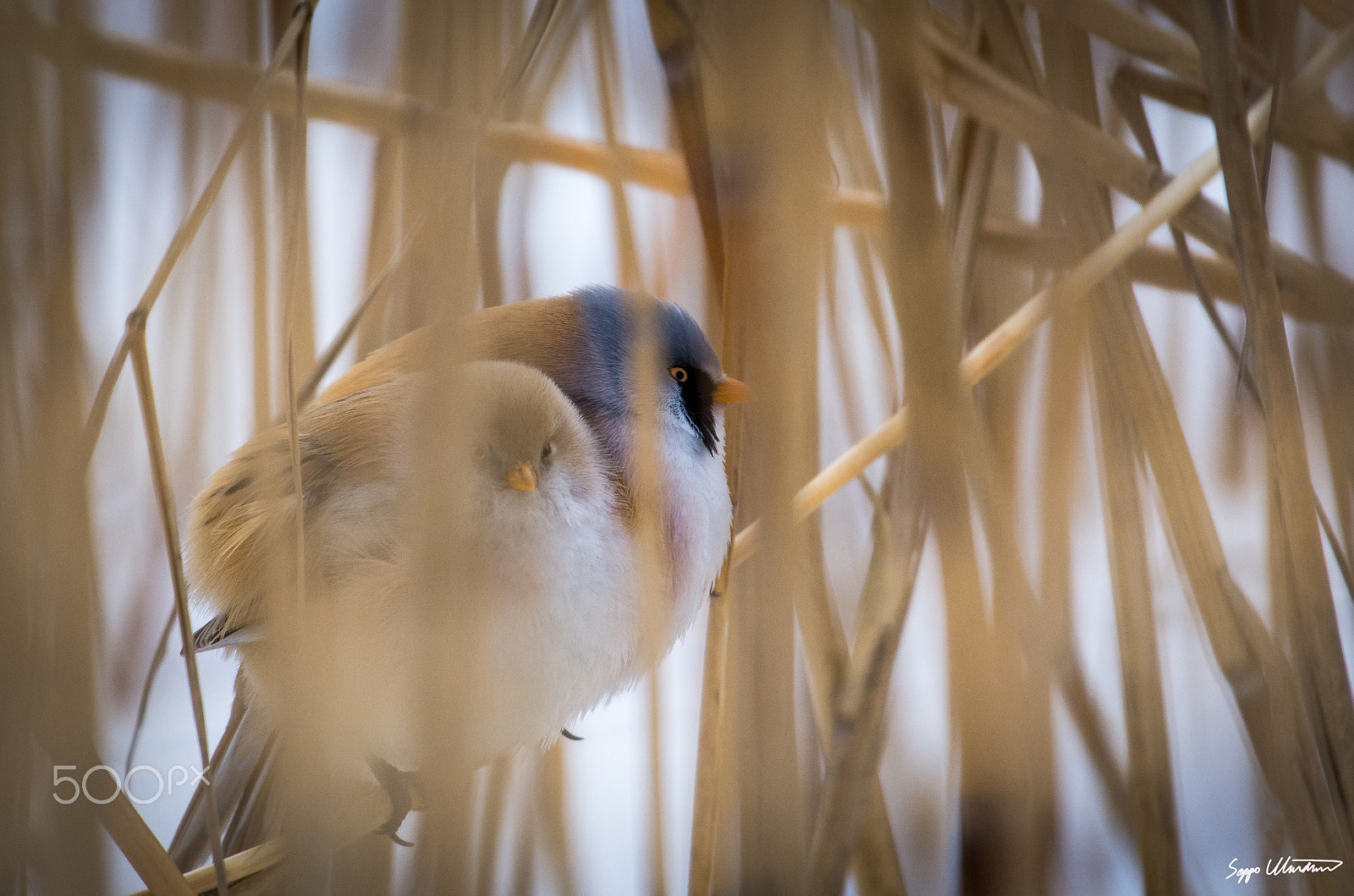 Nikon AF-S Nikkor 200-500mm F5.6E ED VR sample photo. Viiksitimalit photography
