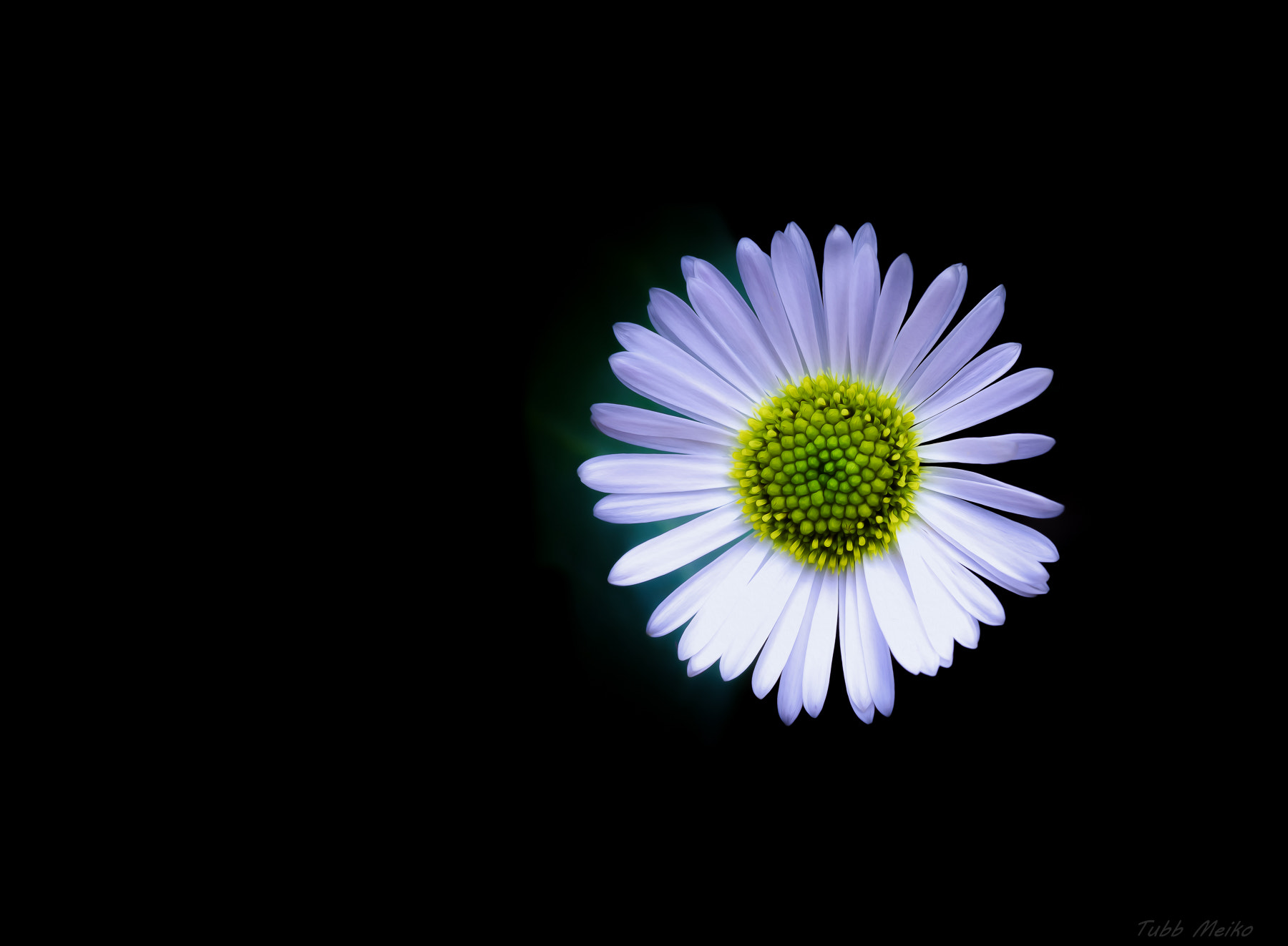 Olympus M.Zuiko Digital ED 60mm F2.8 Macro sample photo. Only a daisy photography