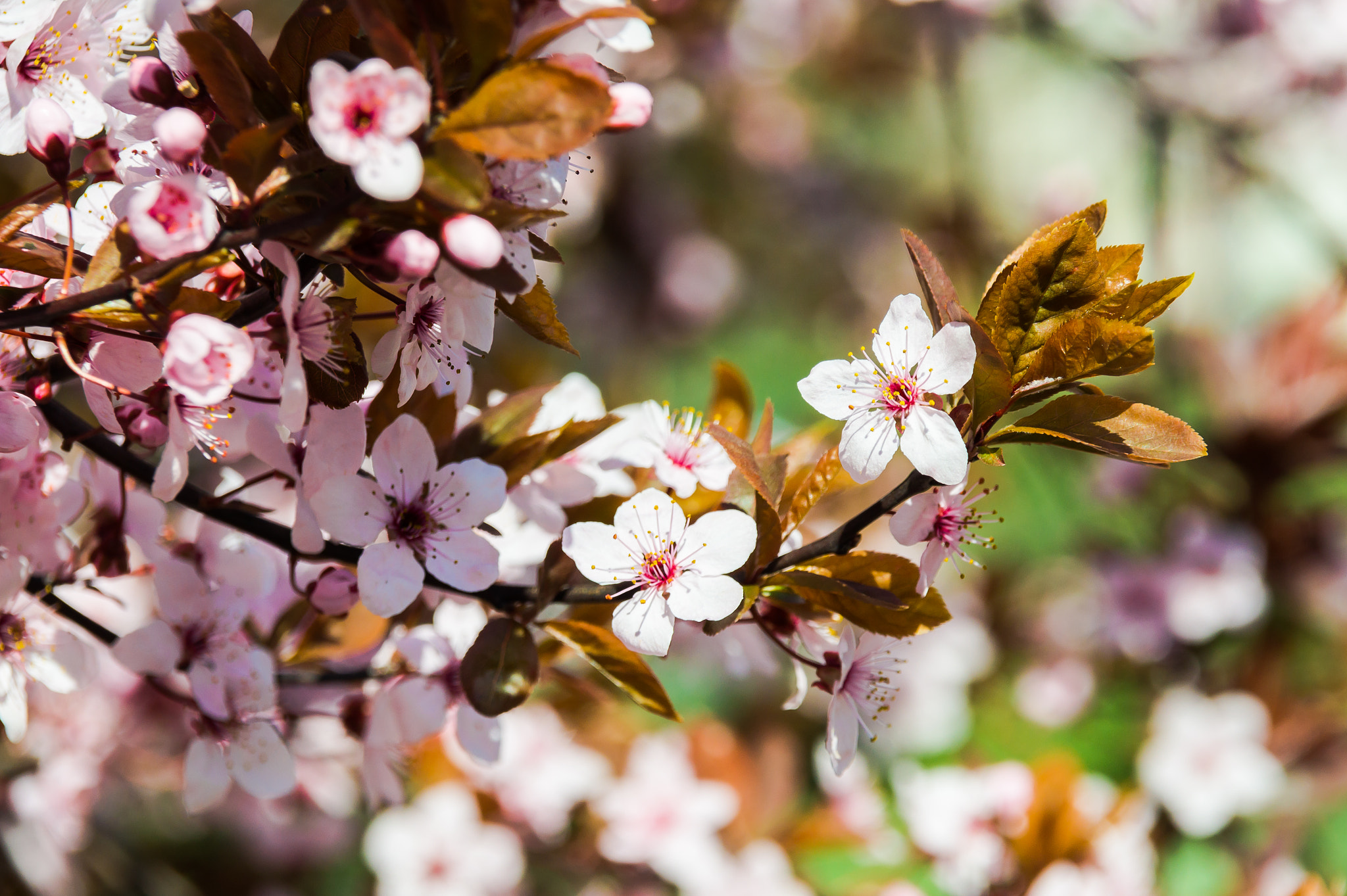 Sony Alpha a5000 (ILCE 5000) + Tamron 18-270mm F3.5-6.3 Di II PZD sample photo. Spring flower photography