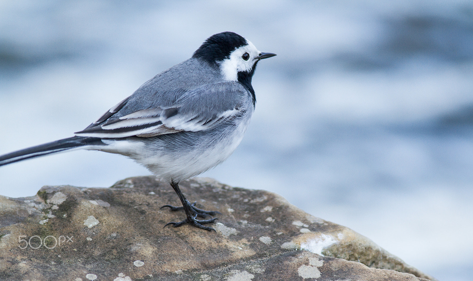Canon EOS 7D + Canon EF 400mm F5.6L USM sample photo. White wagtail photography