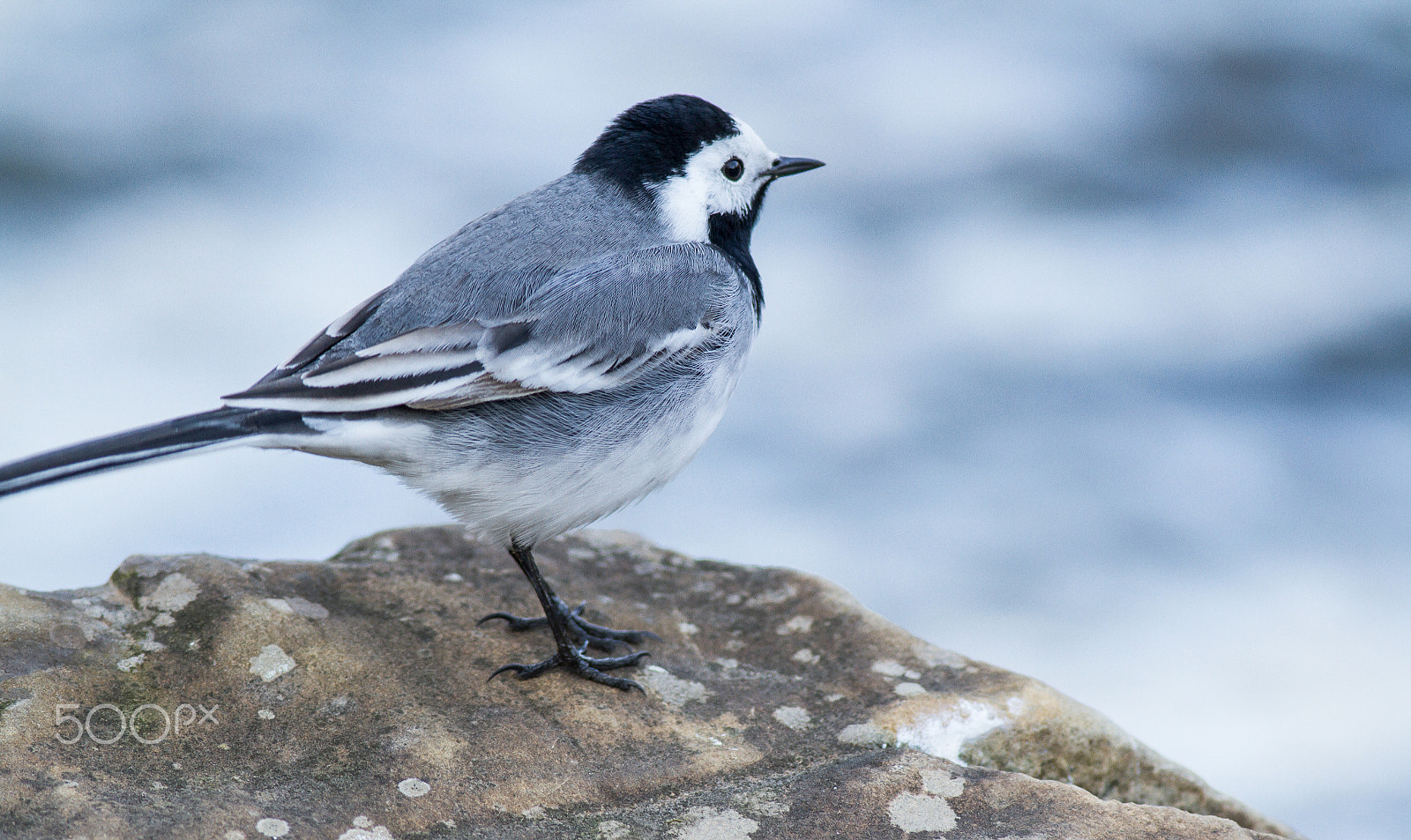 Canon EF 400mm F5.6L USM sample photo. White wagtail photography