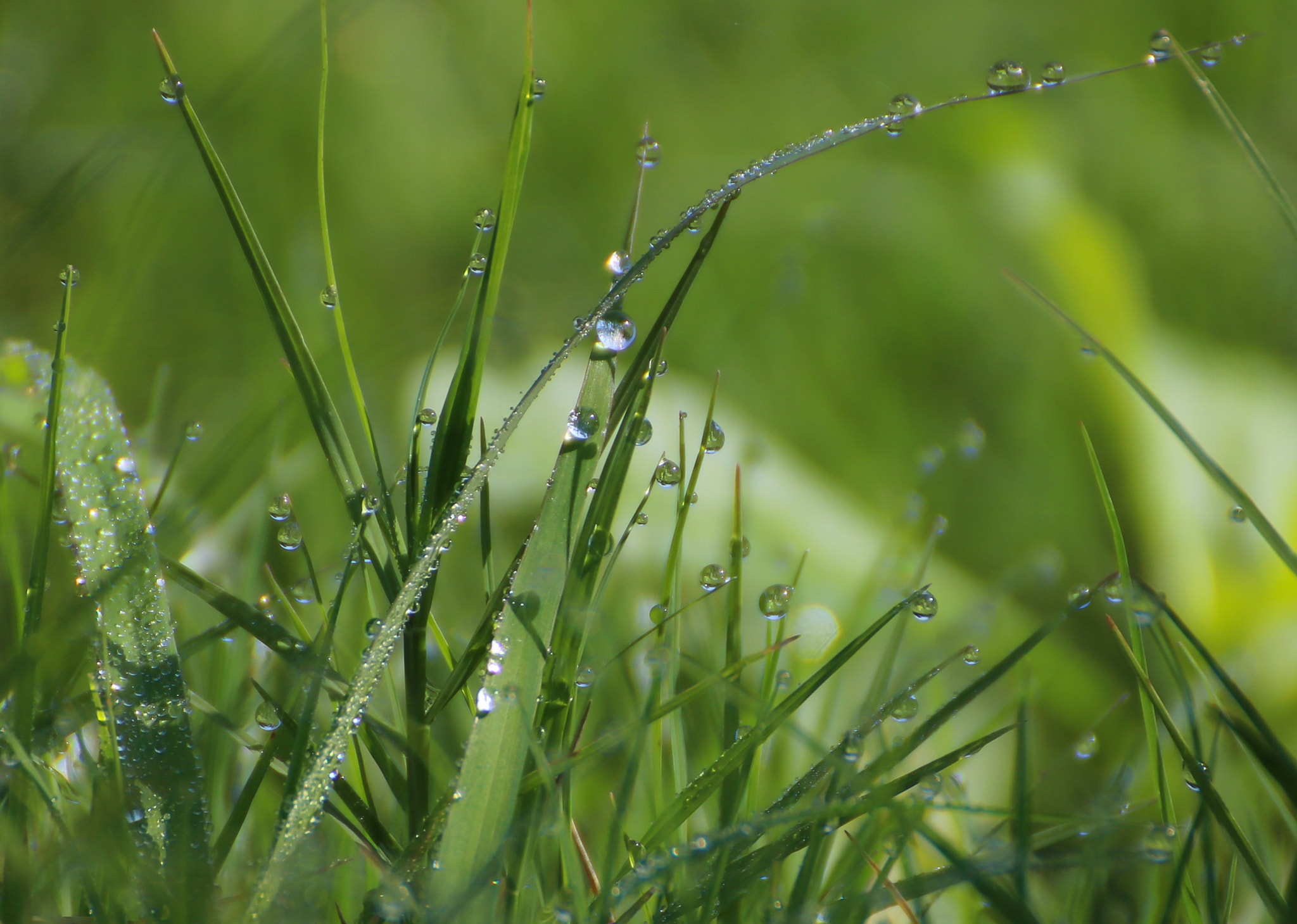 Canon EOS 760D (EOS Rebel T6s / EOS 8000D) sample photo. Fresh green grass photography