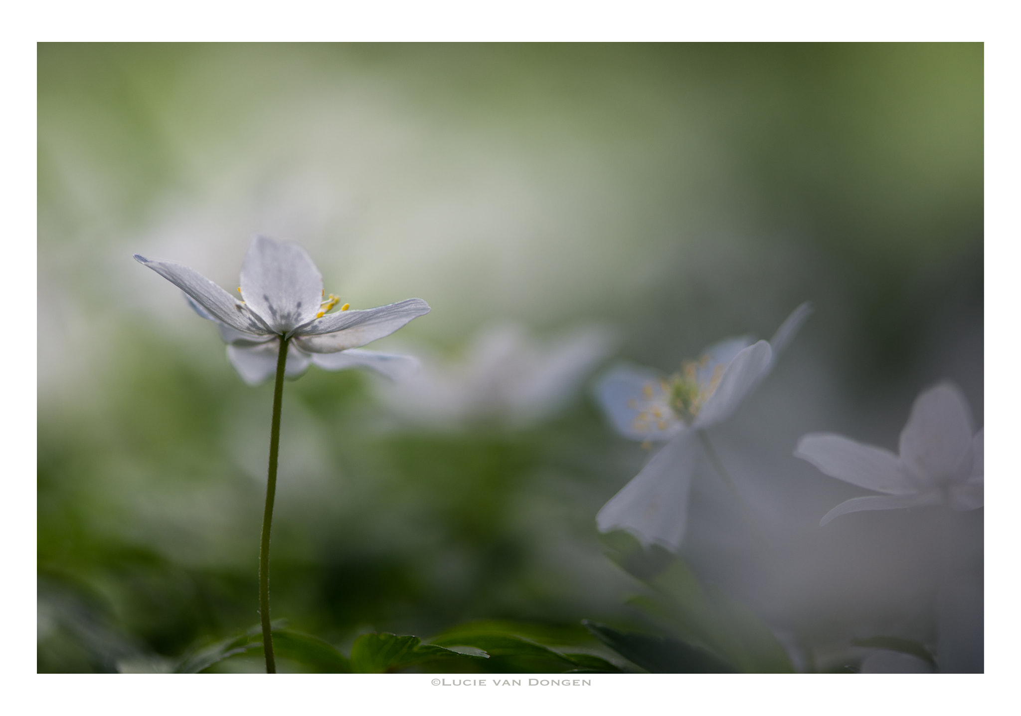 Nikon AF-S Micro-Nikkor 105mm F2.8G IF-ED VR sample photo. Wood anemone photography