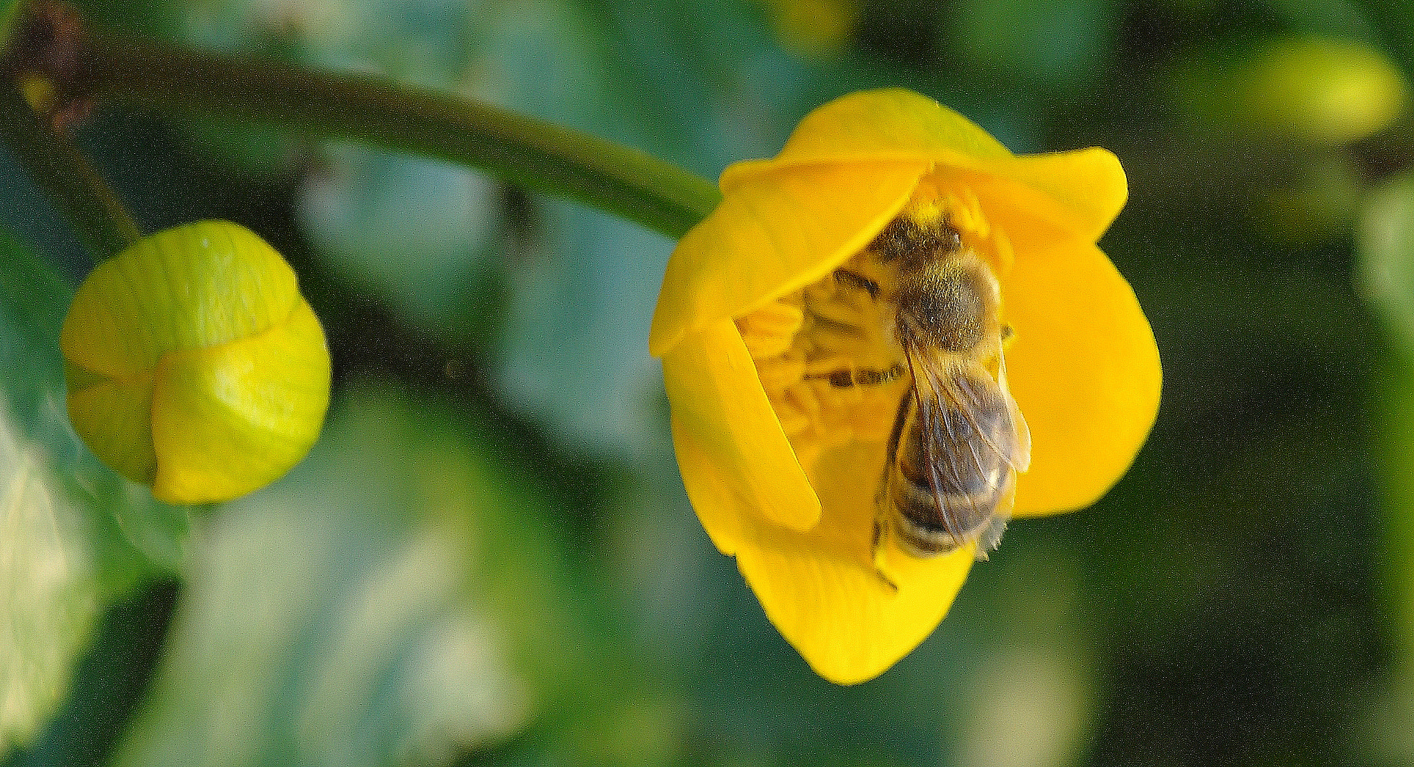 Samsung NX10 sample photo. Nektarsammler photography