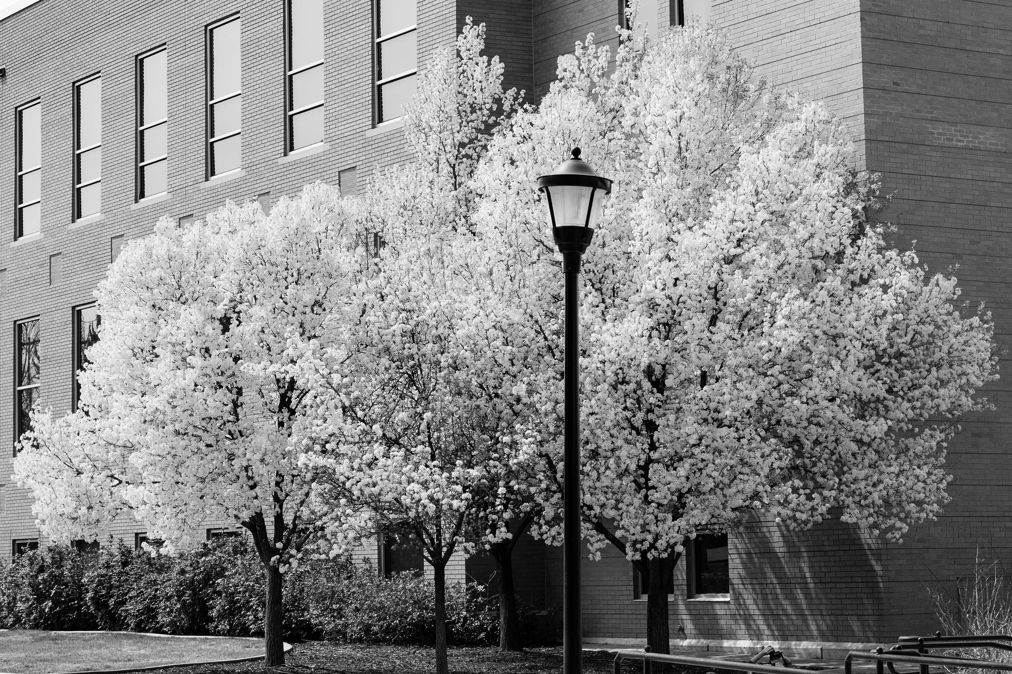 Nikon D7200 + Nikon AF-S Nikkor 50mm F1.8G sample photo. Spring in black and white photography